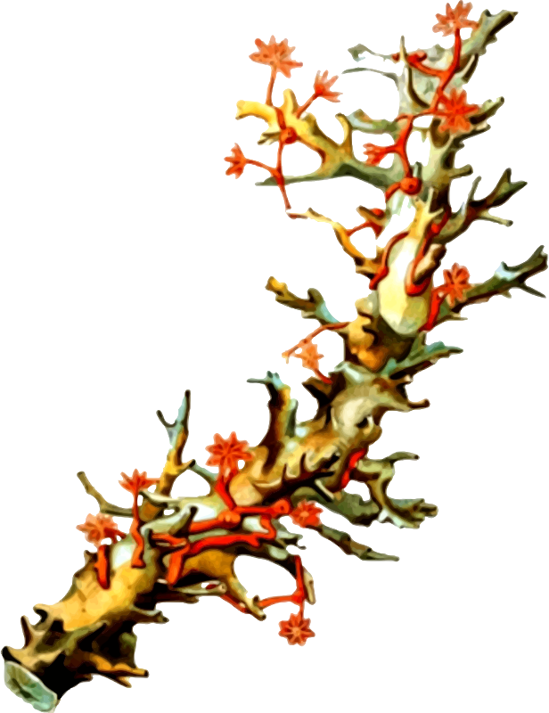 Coral Reef 桌布 壁紙 — 一種充滿活力的珊瑚狀生物，帶有橙色星形花朵和分支結構，背景為黑色。