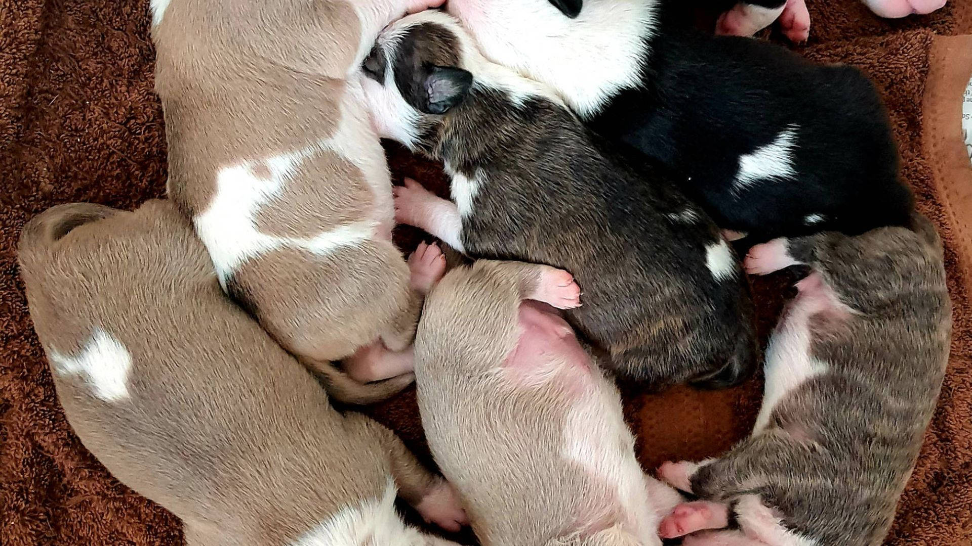 Puppies 桌布 壁紙 — 一窩剛出生的幼犬，帶有棕色、白色和黑色斑紋，依偎在柔軟的棕色毯子上。