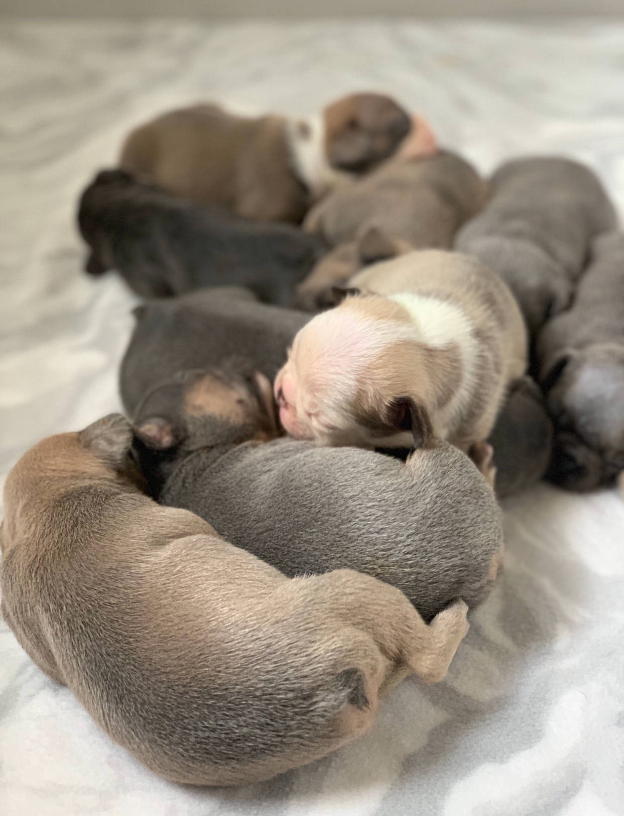 比特犬幼犬 桌布 壁紙 — 一窩剛出生的灰色、棕色和白色小狗，舒適地依偎在柔軟的白色毯子上。