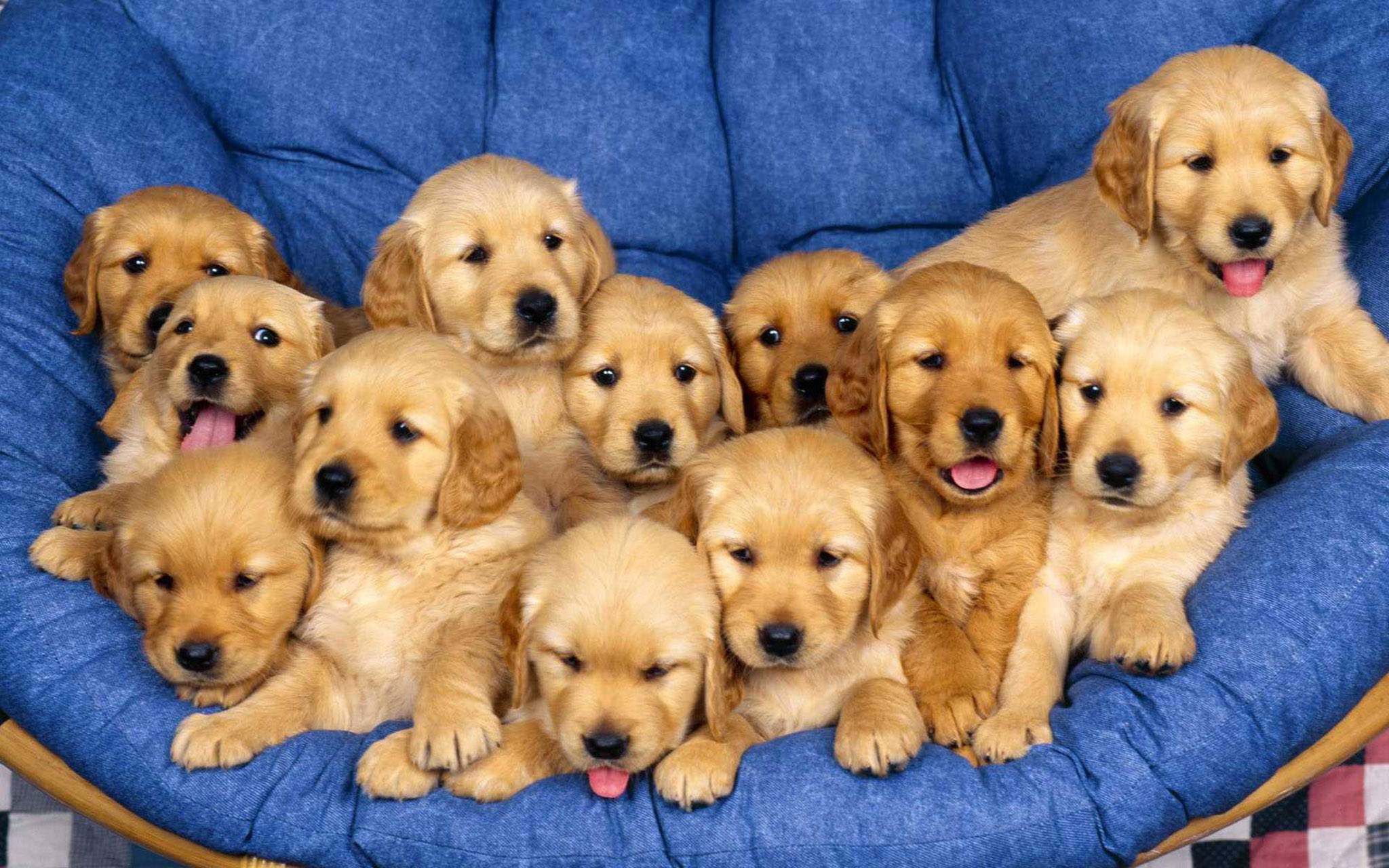 黃金獵犬幼犬 桌布 壁紙 — 一窩毛茸茸的金毛尋回犬幼犬，依偎在藍色軟墊椅子上，表情開心。