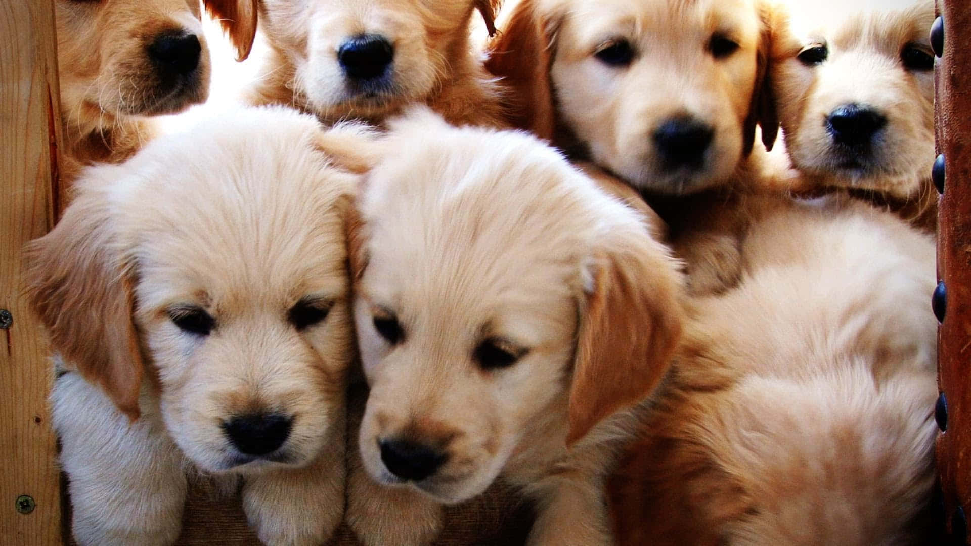 小狗 桌布 壁紙 — 一窩舒適的金毛尋回犬幼犬，毛茸茸的柔軟毛髮和深色眼睛，從木箱中探出頭來。