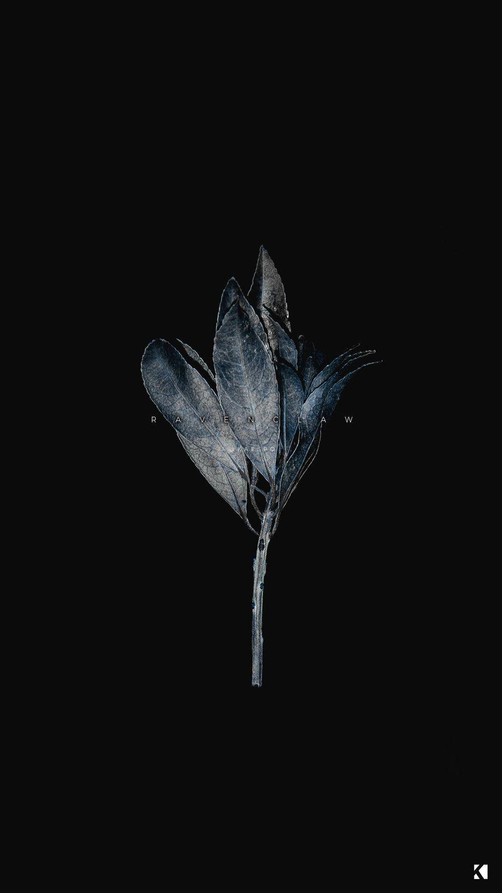 Plant Aesthetic 桌布 壁紙 — 一簇乾燥的葉子，帶有冷藍色調，漂浮在帶有細微紋理的純黑色背景上。