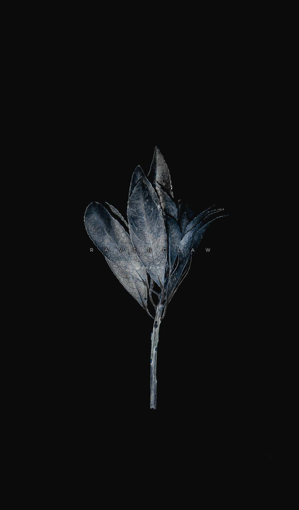 Dark Aesthetic iPhone 桌布 壁紙 — 一簇乾燥的葉子，帶有冷藍色調，漂浮在帶有細微紋理的純黑色背景上。