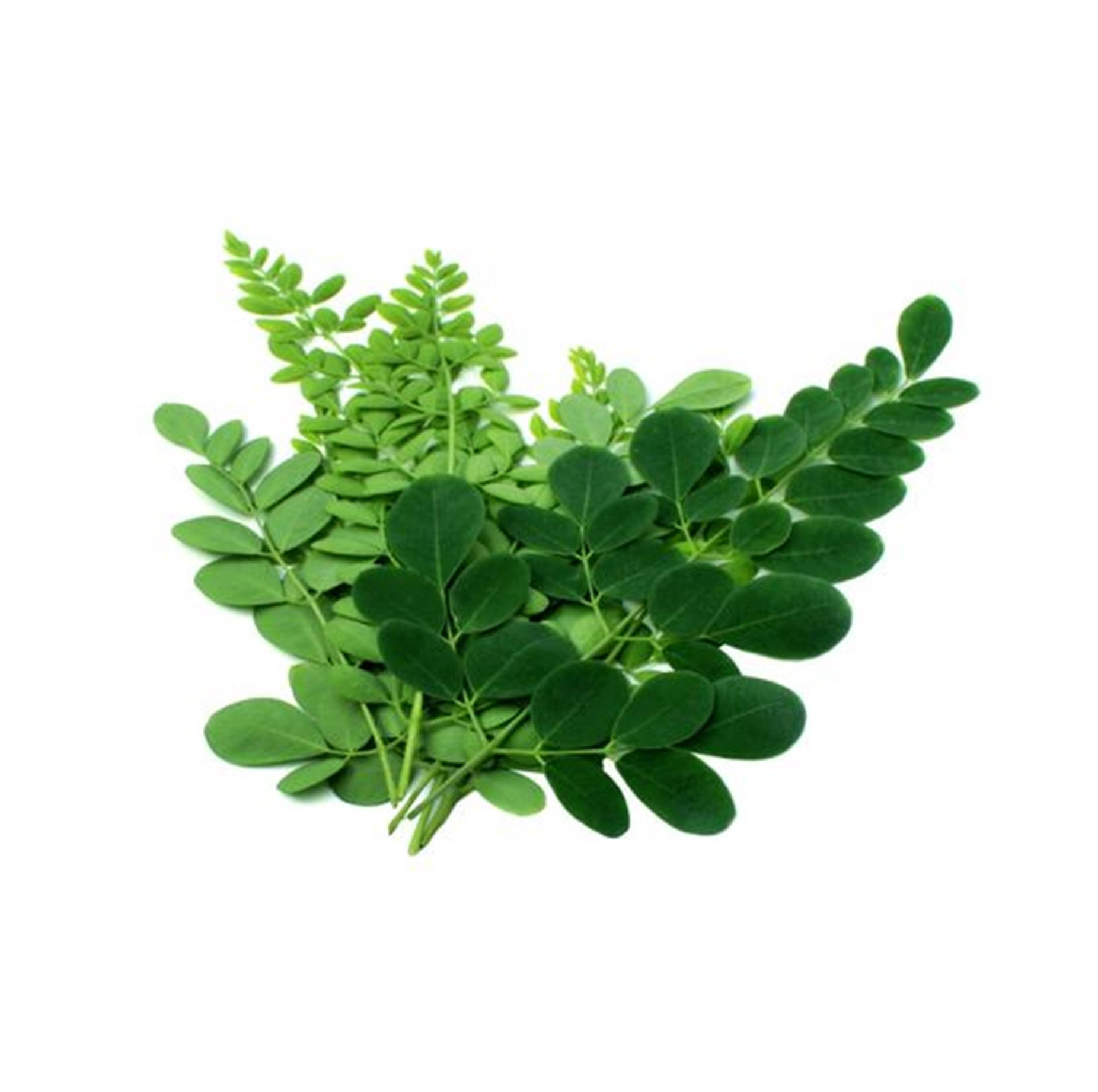 葉子 桌布 壁紙 — 一簇充滿活力的新鮮綠色辣木葉，排列在純白色背景上。