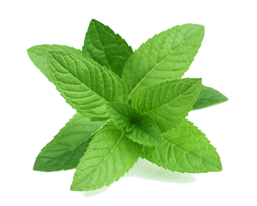 Mint 桌布 壁紙 — 一簇充滿活力的新鮮薄荷葉，邊緣呈鋸齒狀，葉脈清晰可見，襯以純白背景。