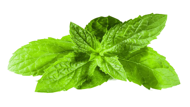 植物 桌布 壁紙 — 一簇充滿活力的新鮮薄荷葉，邊緣呈鋸齒狀，葉脈清晰可見，背景為純白色。