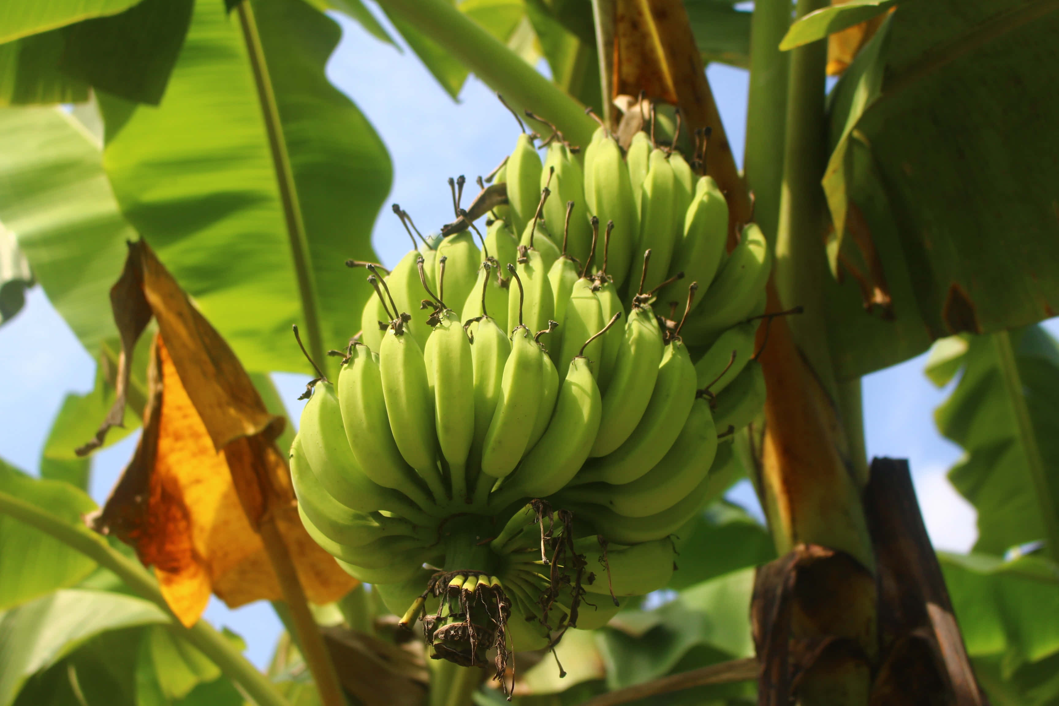 Fruit 桌布 壁紙 — 一簇充滿活力的未成熟綠色香蕉掛在香蕉樹上，樹葉寬大，襯著明亮的藍天。