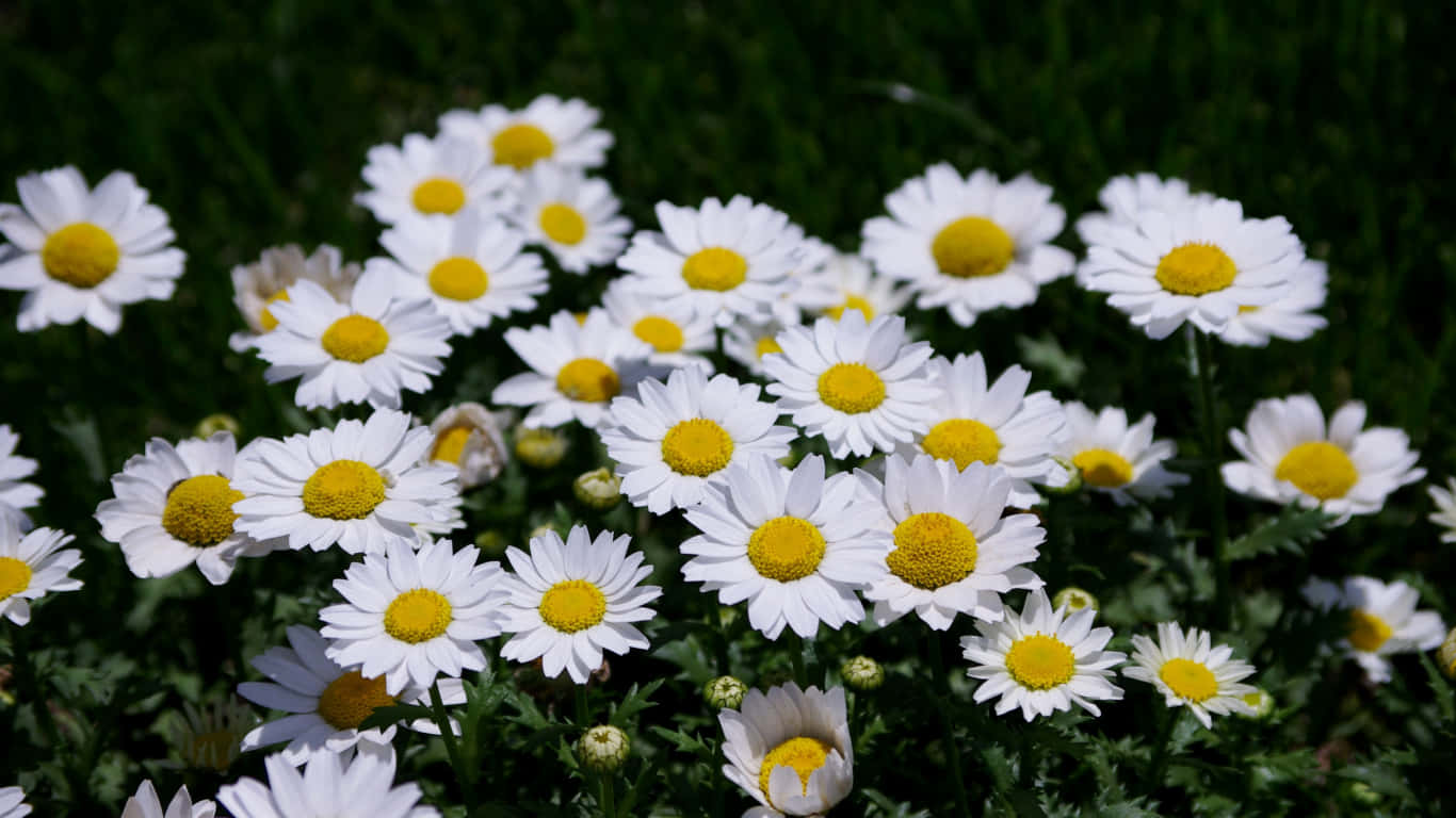 1366x768 Daisies 桌布 壁紙 — 一簇充滿活力的白色雛菊，帶有明亮的黃色中心，在陽光明媚的白天裡盛開在茂密的綠草中。