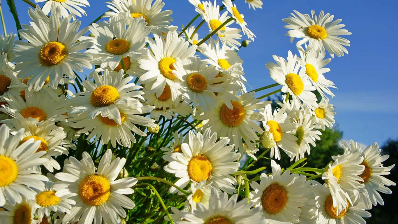 1366x768 Daisies 桌布 壁紙 — 一簇充滿活力的白色雛菊，帶有明亮的黃色花心，在清澈的藍天下盛開。