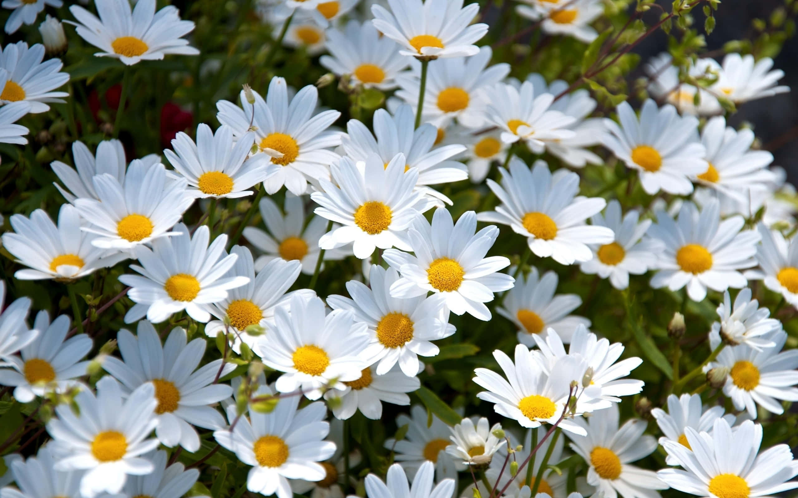 Daisy 桌布 壁紙 — 一簇充滿活力的白色雛菊，帶有明亮的黃色花心，在自然日光下密集綻放於茂密的綠葉之間。