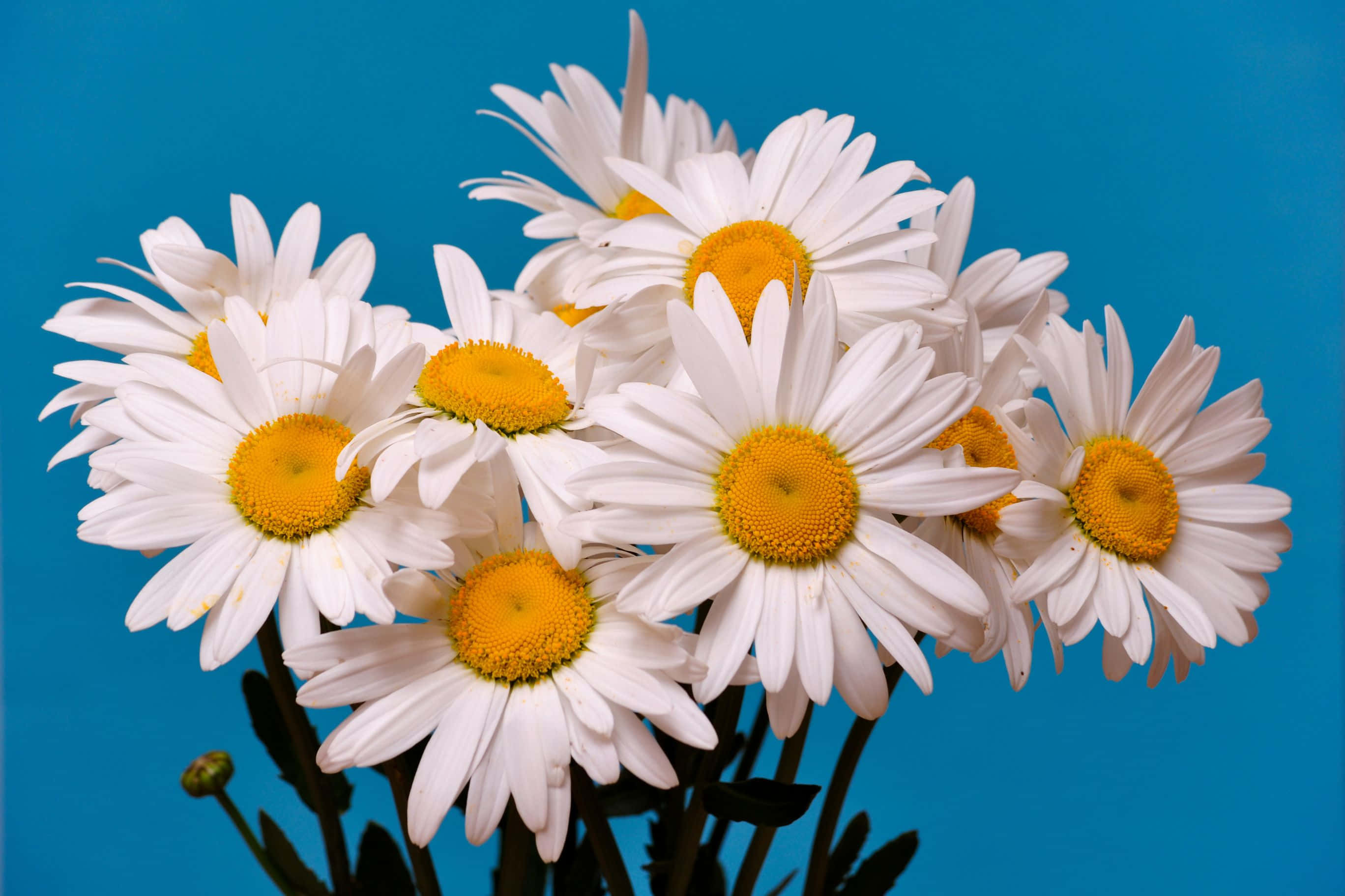 2736x1824 桌布 壁紙 — 一簇充滿活力的白色雛菊，帶有明亮的黃色花心，在純藍色背景上綻放。