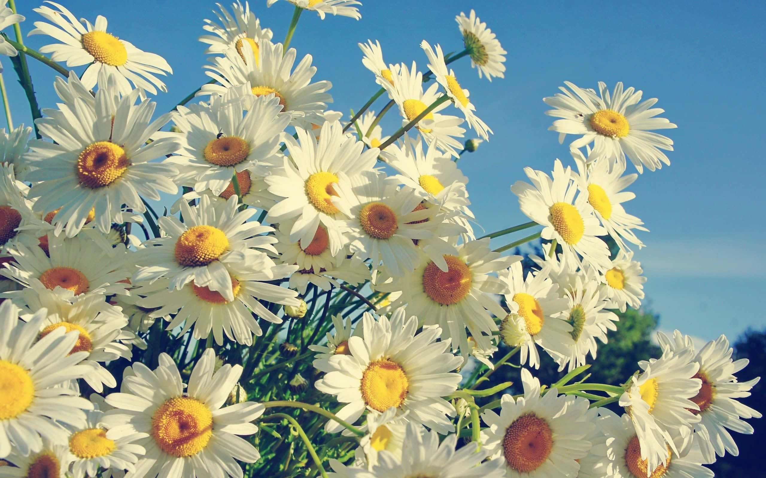 Daisy Laptop 桌布 壁紙 — 一簇充滿活力的白色雛菊，黃色花心，在清澈的藍天下盛開。