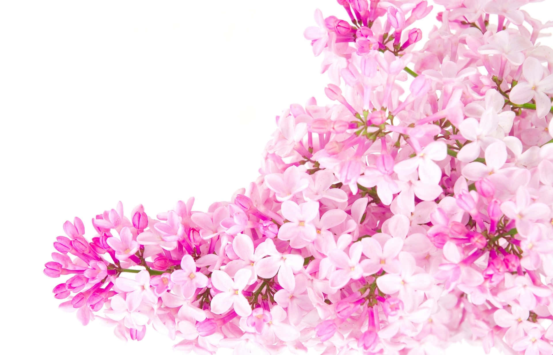 Tumblr Flower 桌布 壁紙 — 一簇充滿活力的粉白色丁香花，沿對角線傾瀉在純白背景上。