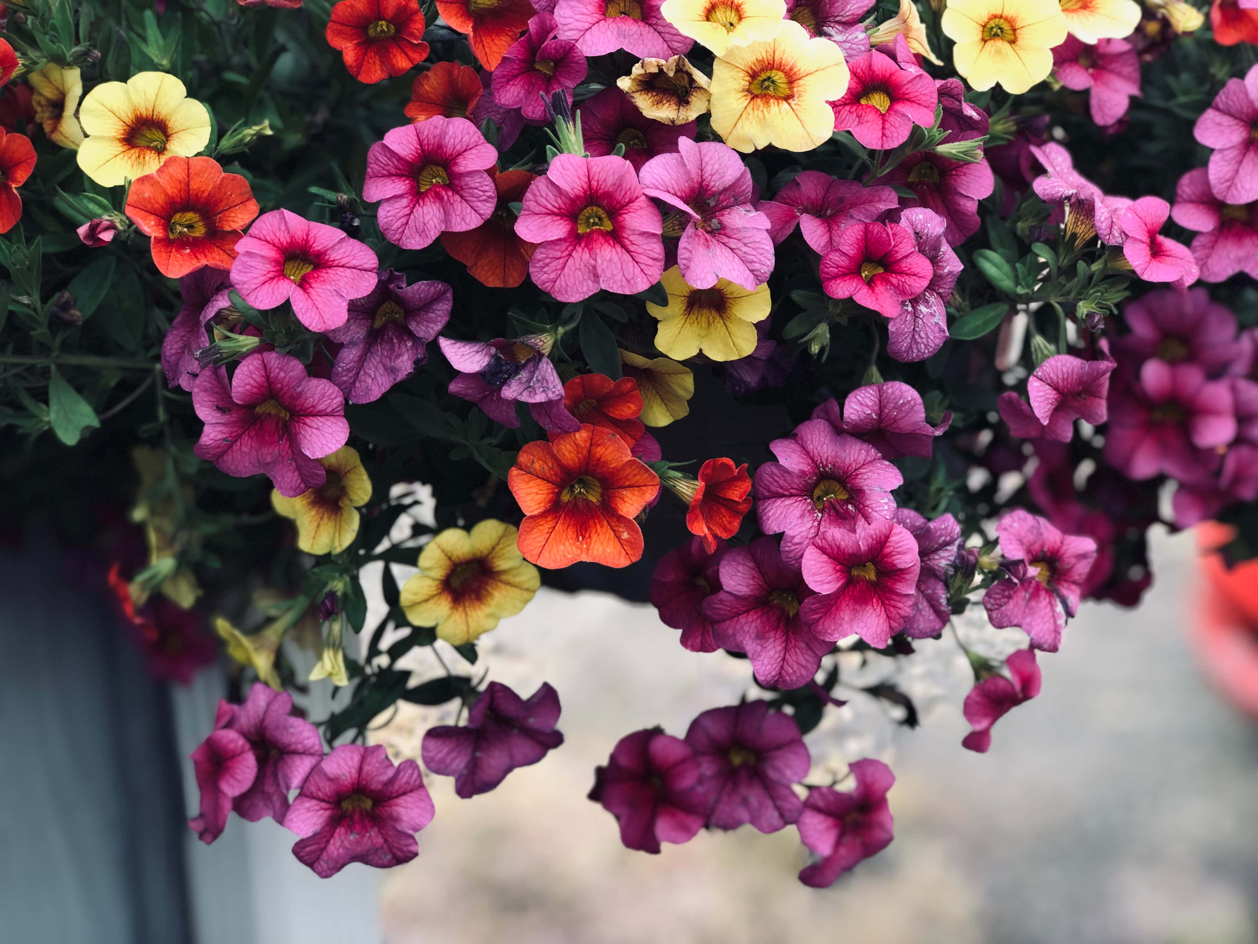 Summer Flowers 桌布 壁紙 — 一簇充滿活力的粉紅、橙和黃色矮牽牛花，從掛式花盆中傾瀉而下，伴隨著茂盛的綠葉。