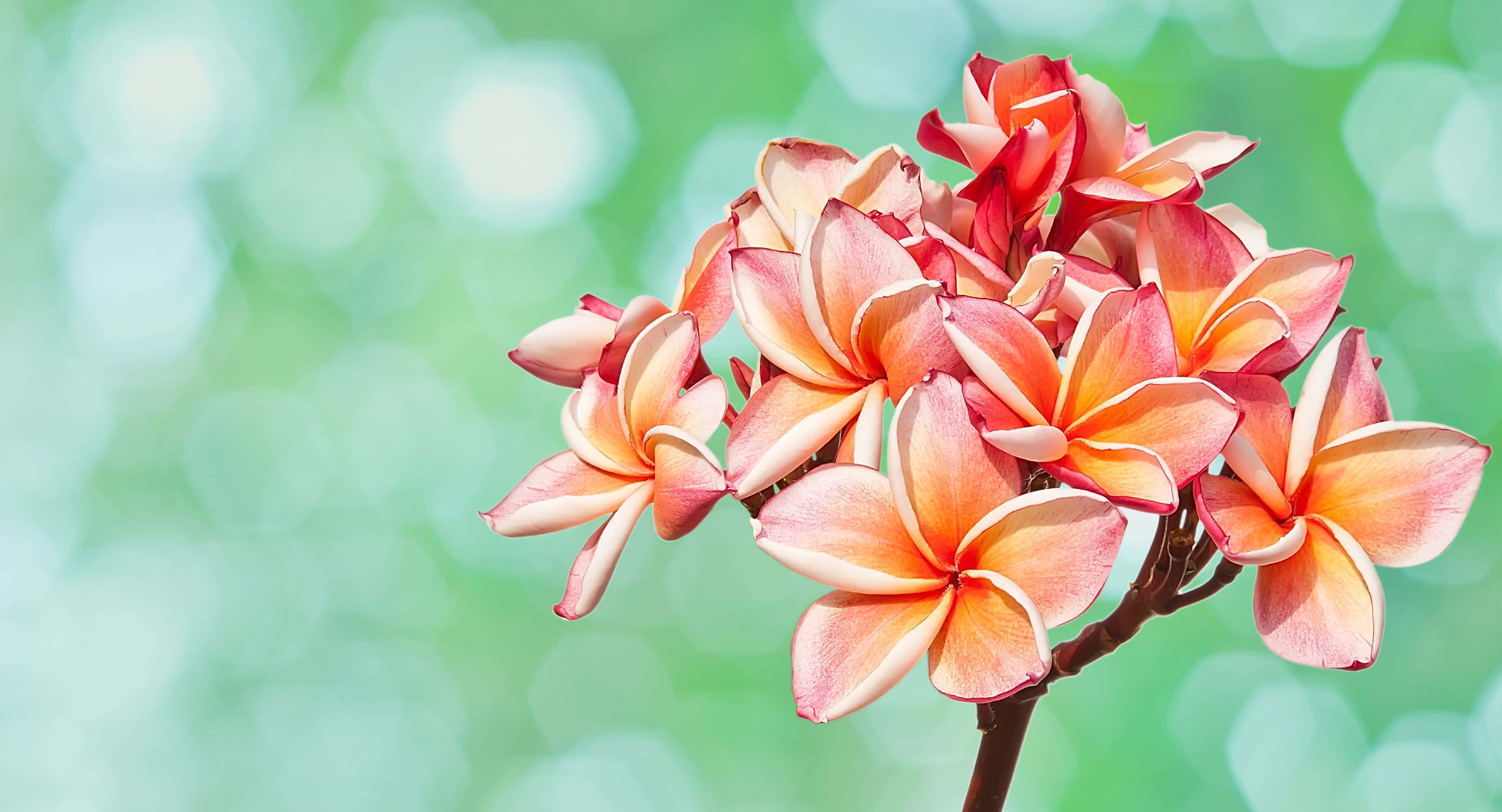 3840x2076 桌布 壁紙 — 一簇充滿活力的粉紅色和橙色雞蛋花在柔和的綠色散景背景下盛開。