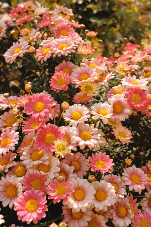 Flowers 桌布 壁紙 — 一簇充滿活力的粉紅色和白色雛菊，帶有金色花心，在溫暖的陽光下密集綻放。