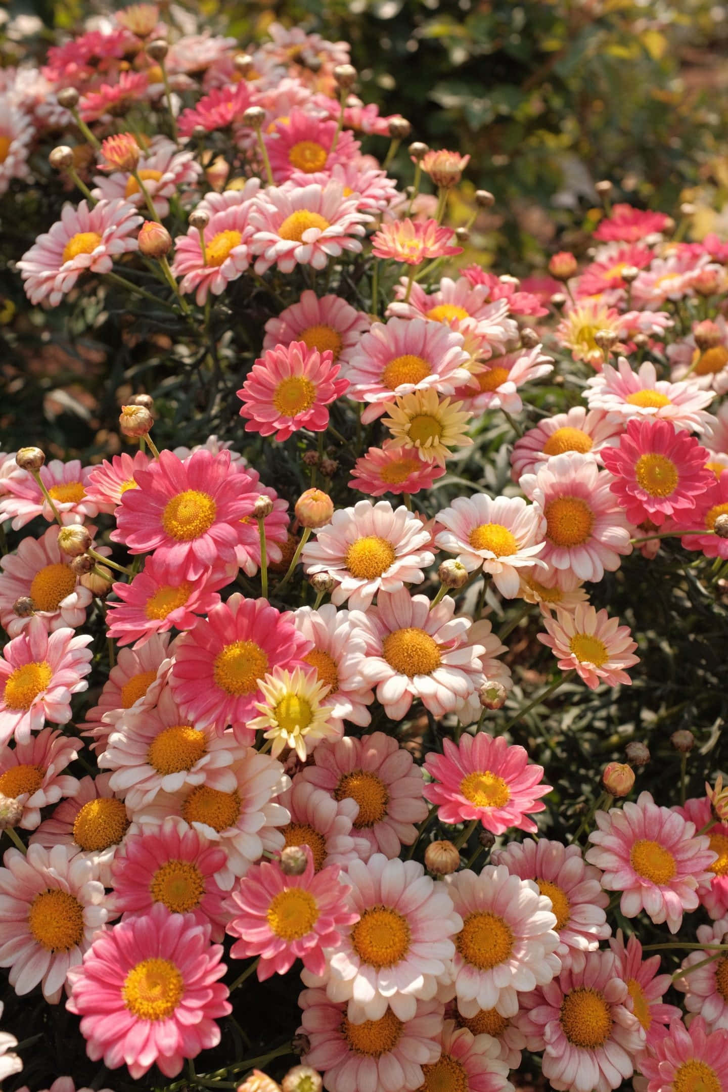 Aesthetic Floral 桌布 壁紙 — 一簇充滿活力的粉紅色和白色雛菊，帶有金色花心，在柔和自然光線下密集盛開。