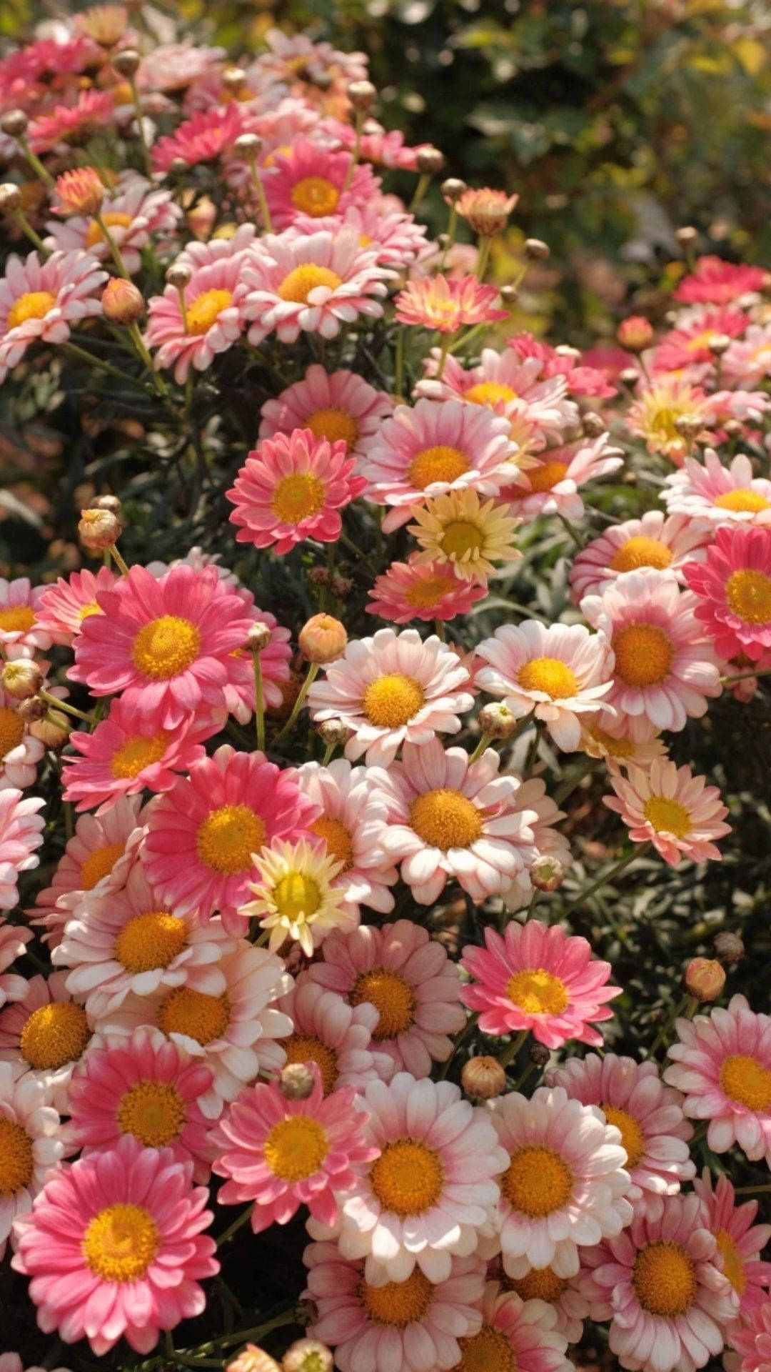 花朵美學動態圖 桌布 壁紙 — 一簇充滿活力的粉紅色和白色雛菊，帶有金色花心，在明亮的陽光下密集盛開。