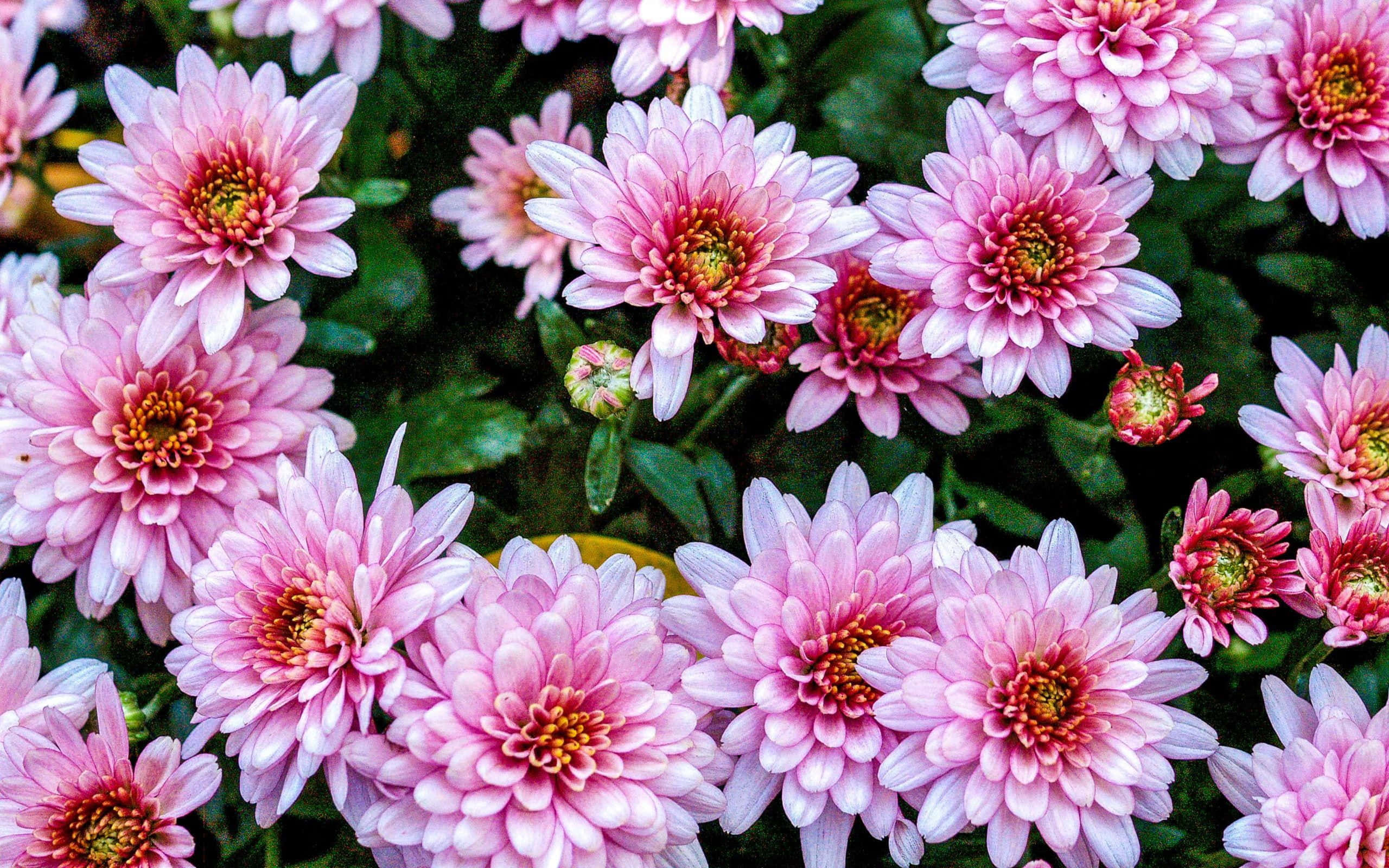Pink Chrysanthemums 桌布 壁紙 — 一簇充滿活力的粉紅色菊花，花瓣層層疊疊，中心呈黃橙色，在茂密的綠葉中盛開。