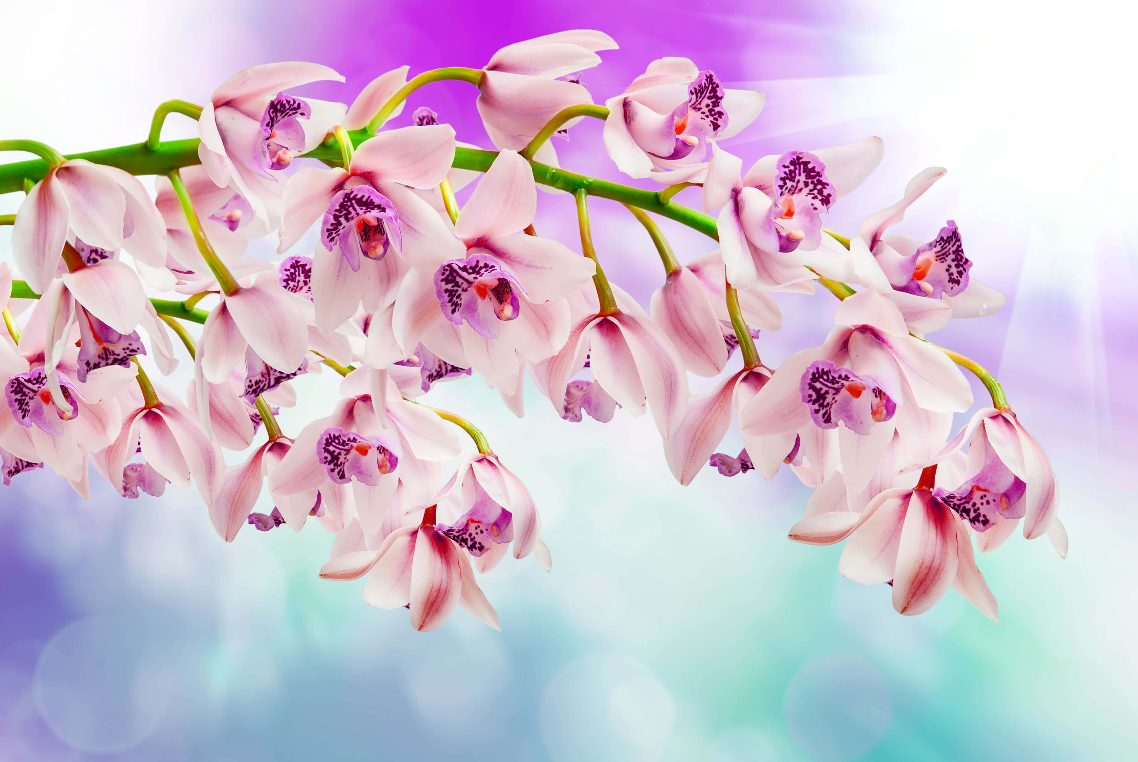 Orchids 桌布 壁紙 — 一簇充滿活力的粉紅色蘭花，帶有紫色斑點的中心，在柔和的漸層背景上優雅地綻放。