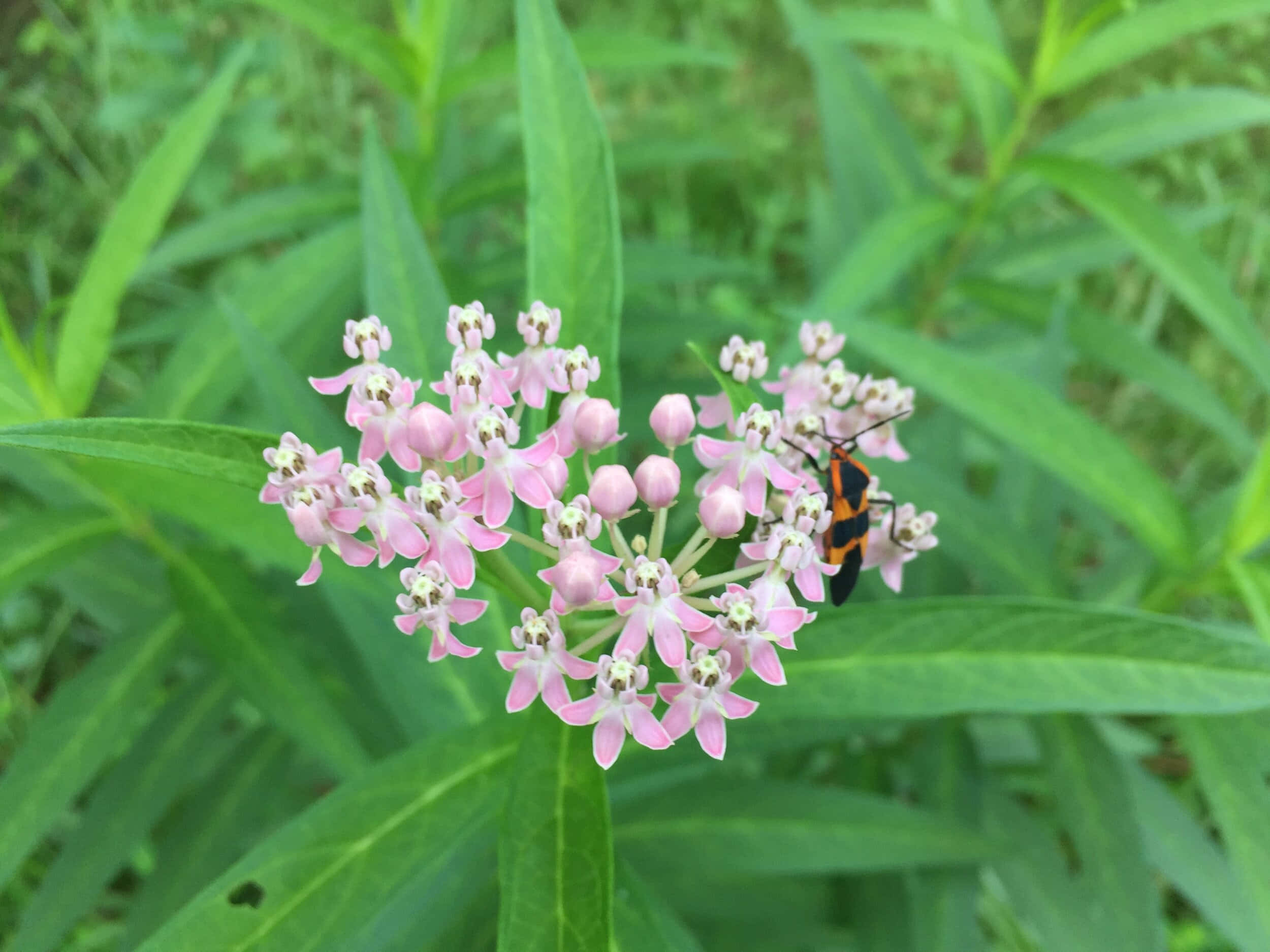 Milkweed 桌布 壁紙 — 一簇充滿活力的粉紅色馬利筋花，有一隻引人注目的黑橙色昆蟲優雅地停在花瓣上。