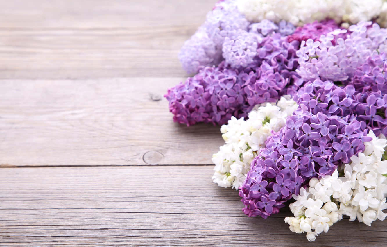 Flowers 桌布 壁紙 — 一簇充滿活力的紫白色丁香花，放在經風化的木質表面上，伴隨著柔和自然光。