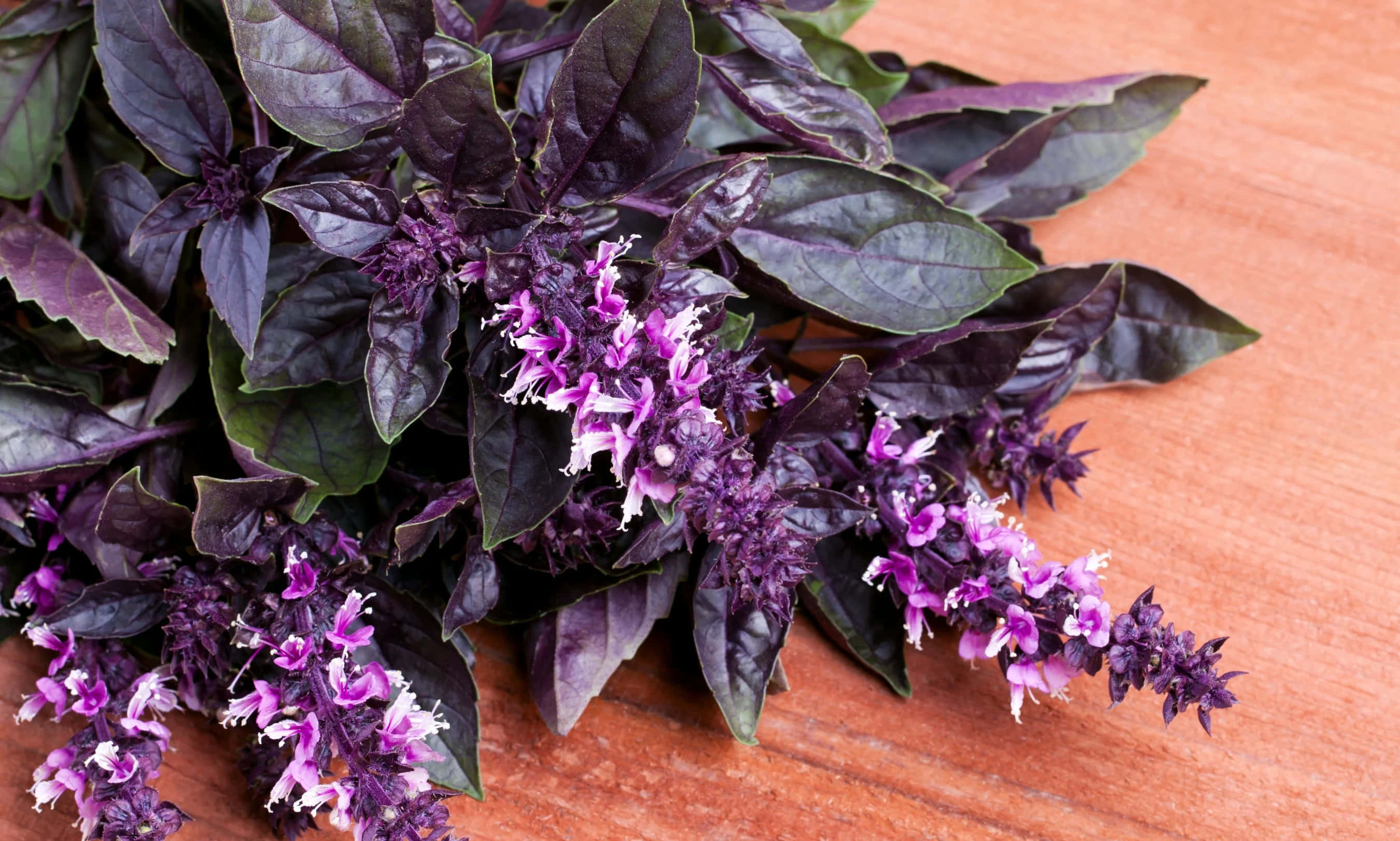 Purple Basil 桌布 壁紙 — 一簇充滿活力的紫羅勒，帶有精緻的粉紅色和白色花朵，放置在溫暖的木質表面上。