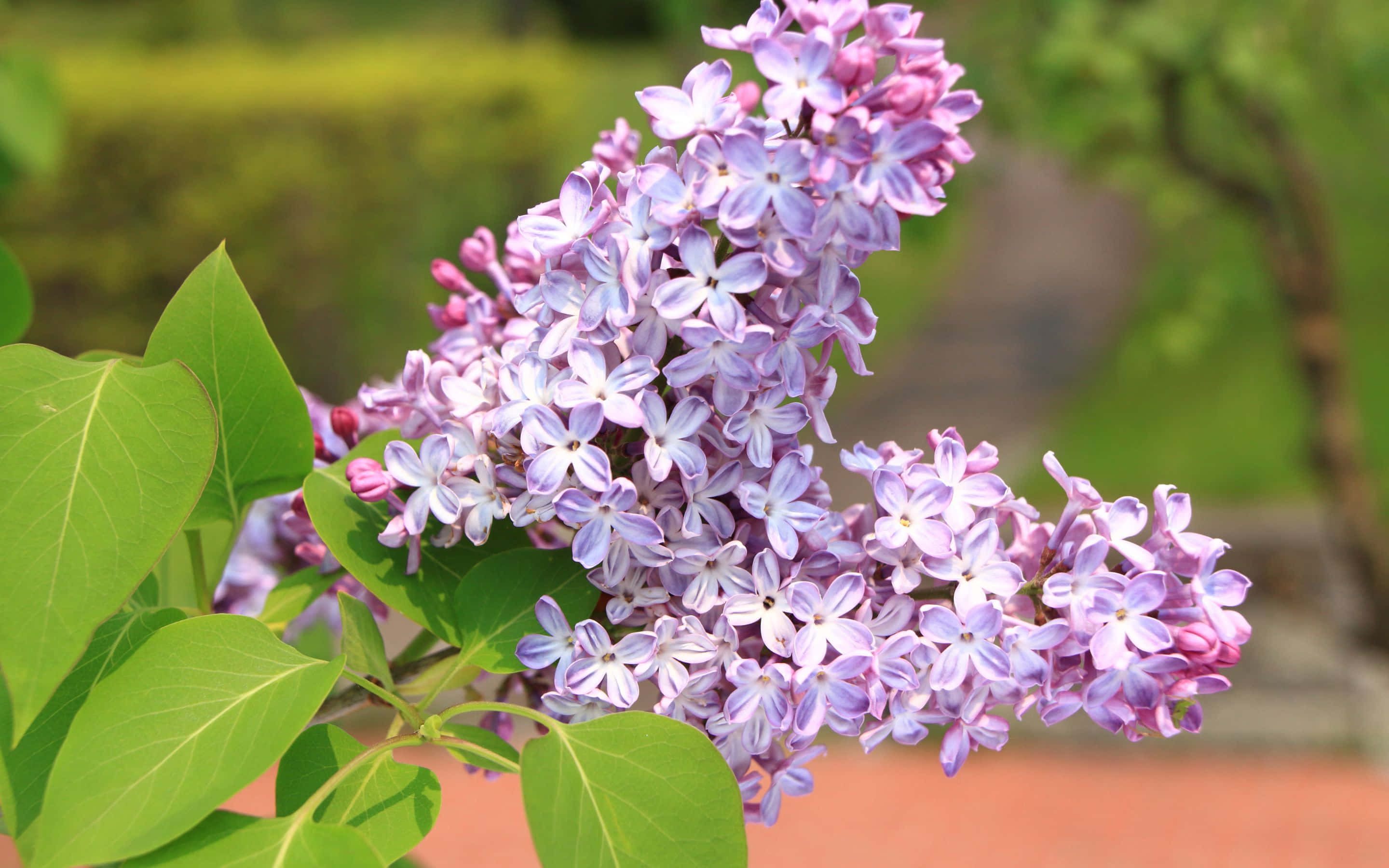 2880x1800 桌布 壁紙 — 一簇充滿活力的紫色丁香花，帶有綠葉，在柔和的焦點中，背景是模糊的花園。
