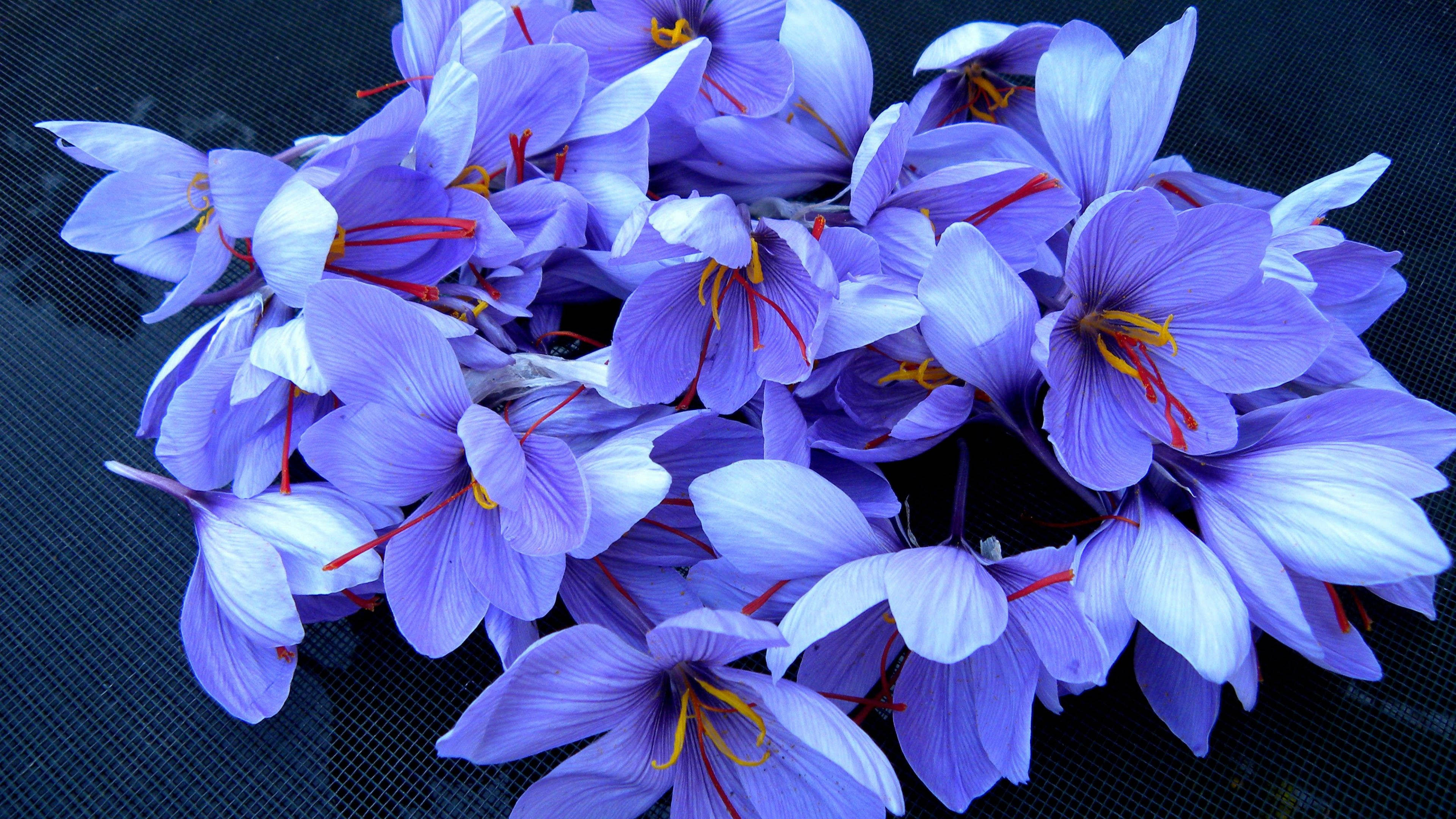 Saffron 桌布 壁紙 — 一簇充滿活力的紫色番紅花，帶有紅色柱頭，襯托在深色紋理背景上。