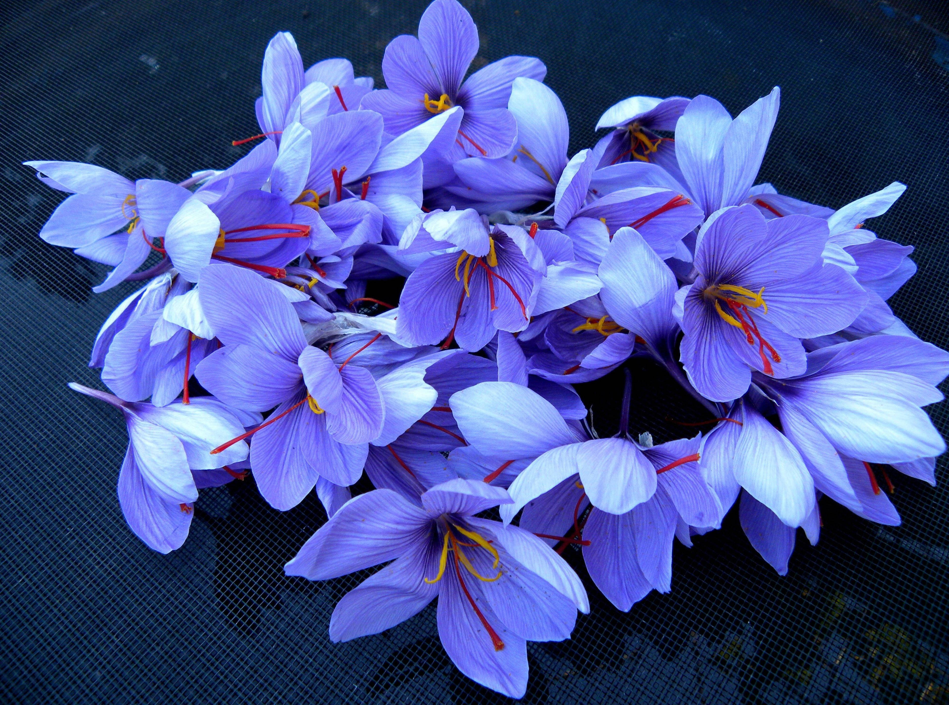 Saffron 桌布 壁紙 — 一簇充滿活力的紫色番紅花，帶有紅色柱頭，放置在深色紋理表面上。