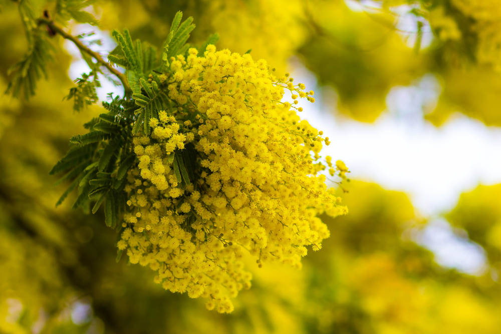 mimosa 桌布 壁紙 — 一簇充滿活力的黃色含羞草花在柔和的綠色和藍色模糊背景下盛開。
