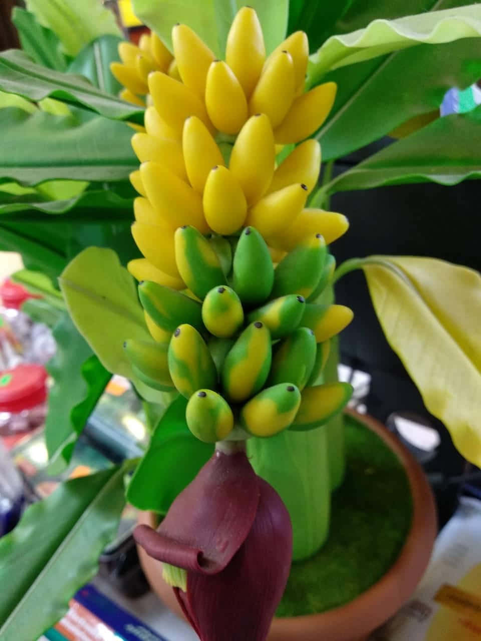 香蕉 桌布 壁紙 — 一簇充滿活力的黃色和綠色香蕉，生長在帶有大片綠葉和紫色花蕾的植物上。