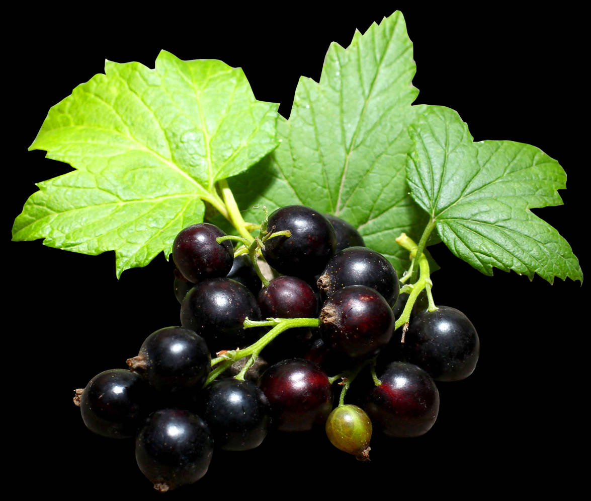 Berry 桌布 壁紙 — 一簇光澤的黑加侖子，搭配鮮綠的葉子，在純黑背景上格外突出。