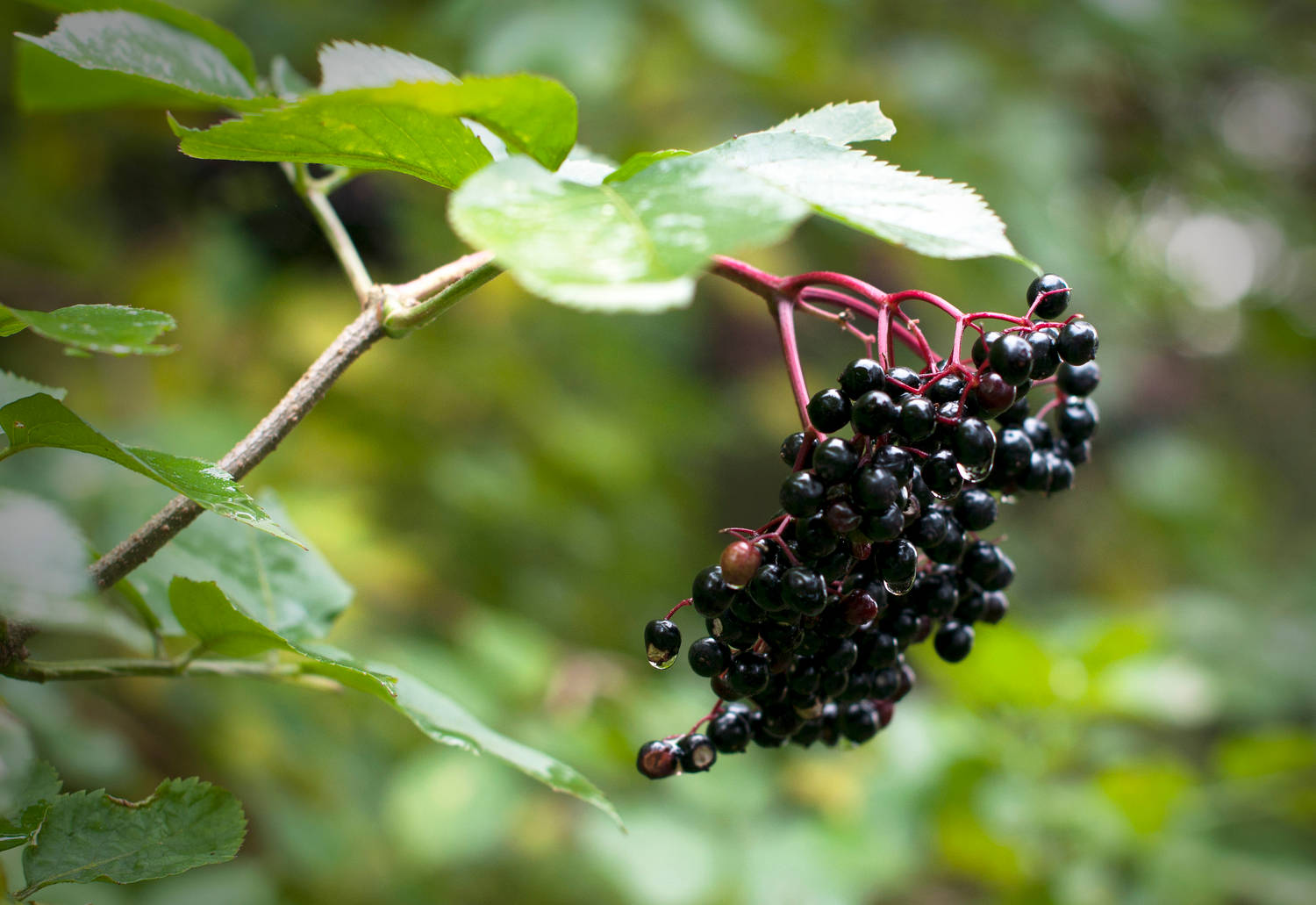 Fruits 桌布 壁紙 — 一簇光澤的黑接骨木莓在翠綠的樹枝上閃爍著露珠。