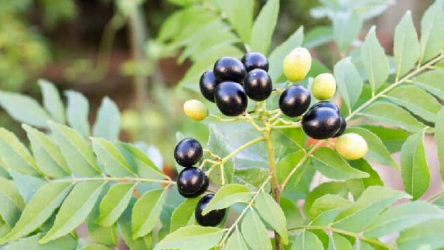 Berry 桌布 壁紙 — 一簇光澤黑色和淡綠色的咖哩葉，長在鮮綠色的樹枝上，背景柔和模糊。