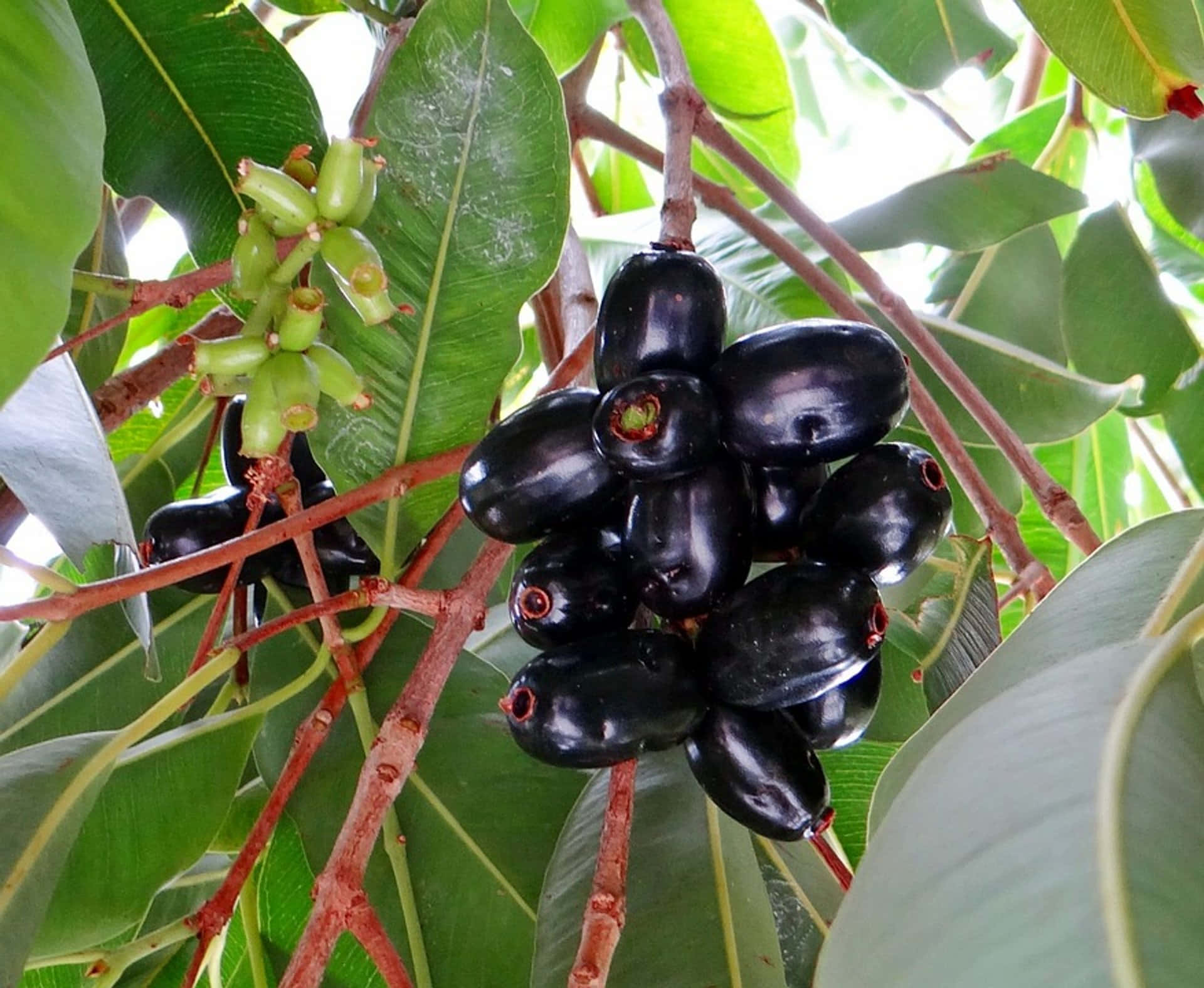 Fruit 桌布 壁紙 — 一簇光澤黑色成熟番石榴和綠色未成熟番石榴掛在樹上，樹葉寬大翠綠。