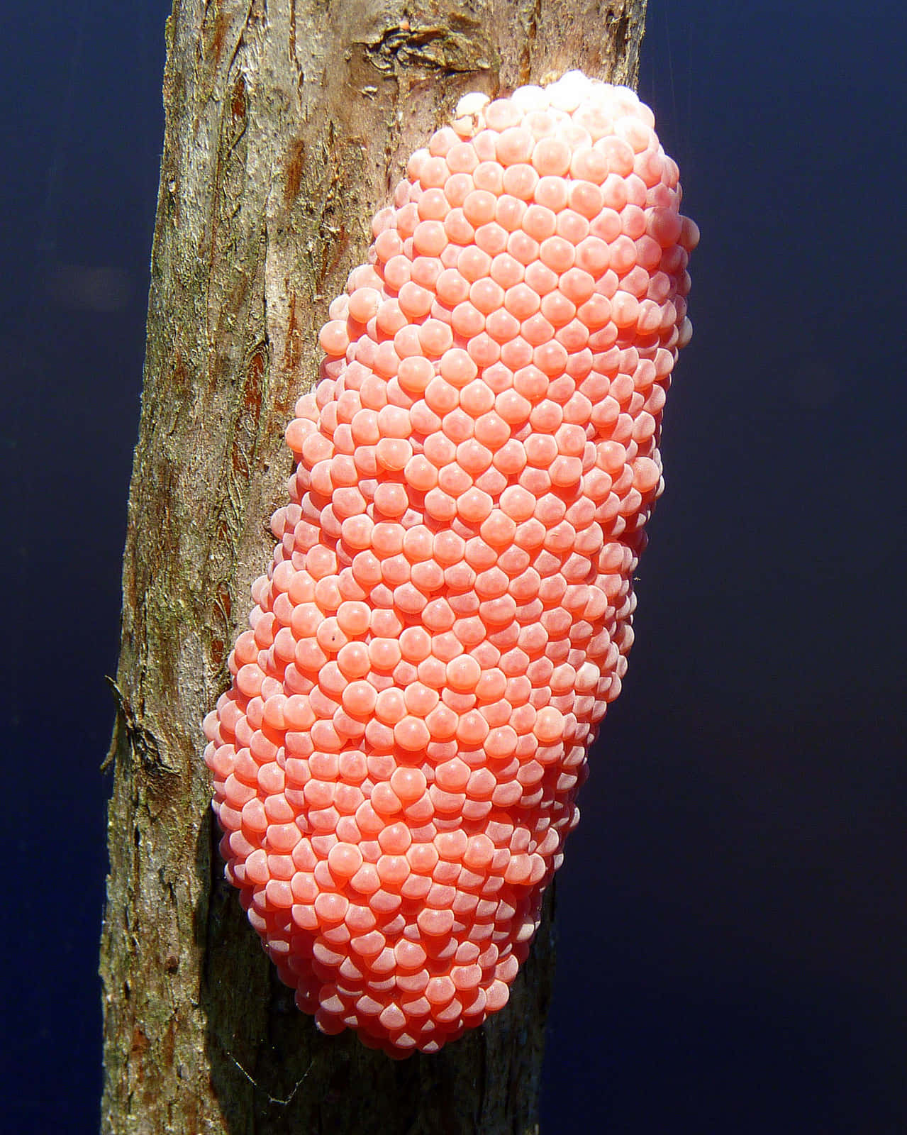Pink Snail 桌布 壁紙 — 一簇半透明粉紅色魚卵依附在紋理分明的樹枝上，以深藍色水底為背景。