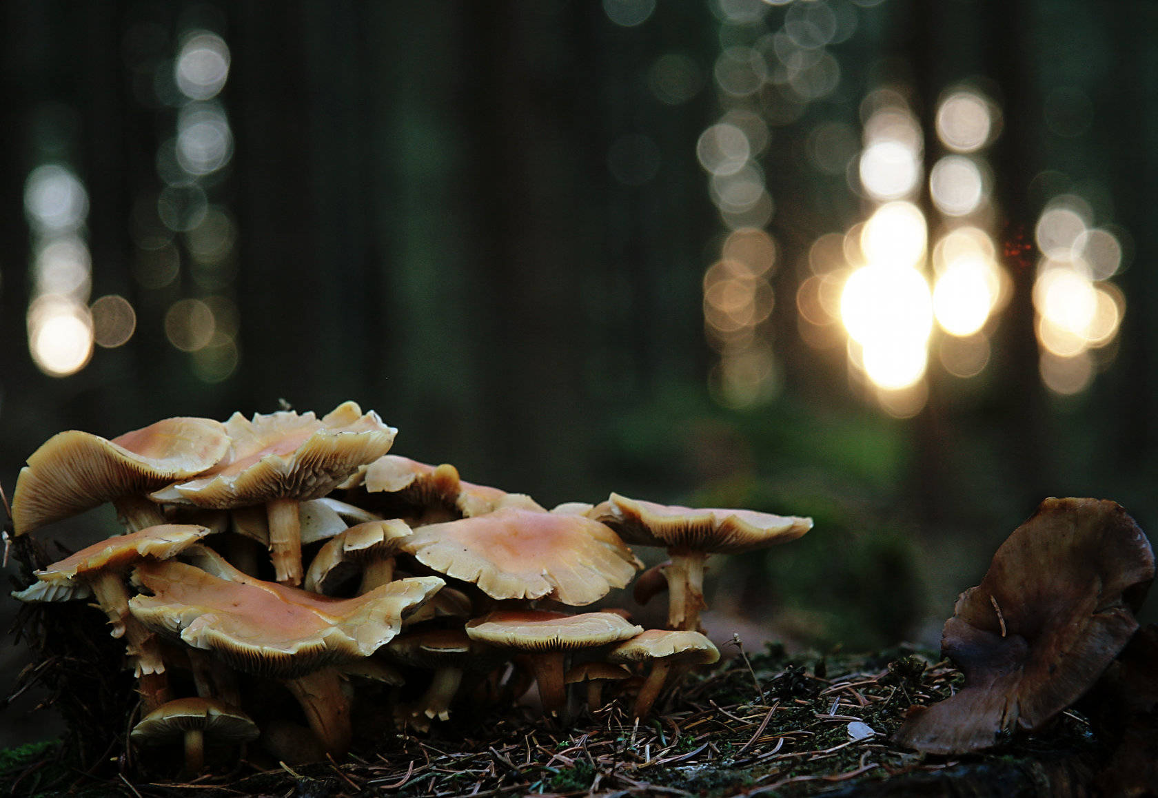 Cute Mushroom 桌布 壁紙 — 一簇大地色調的蘑菇生長在森林地面上，背景有陽光照射的散景效果。