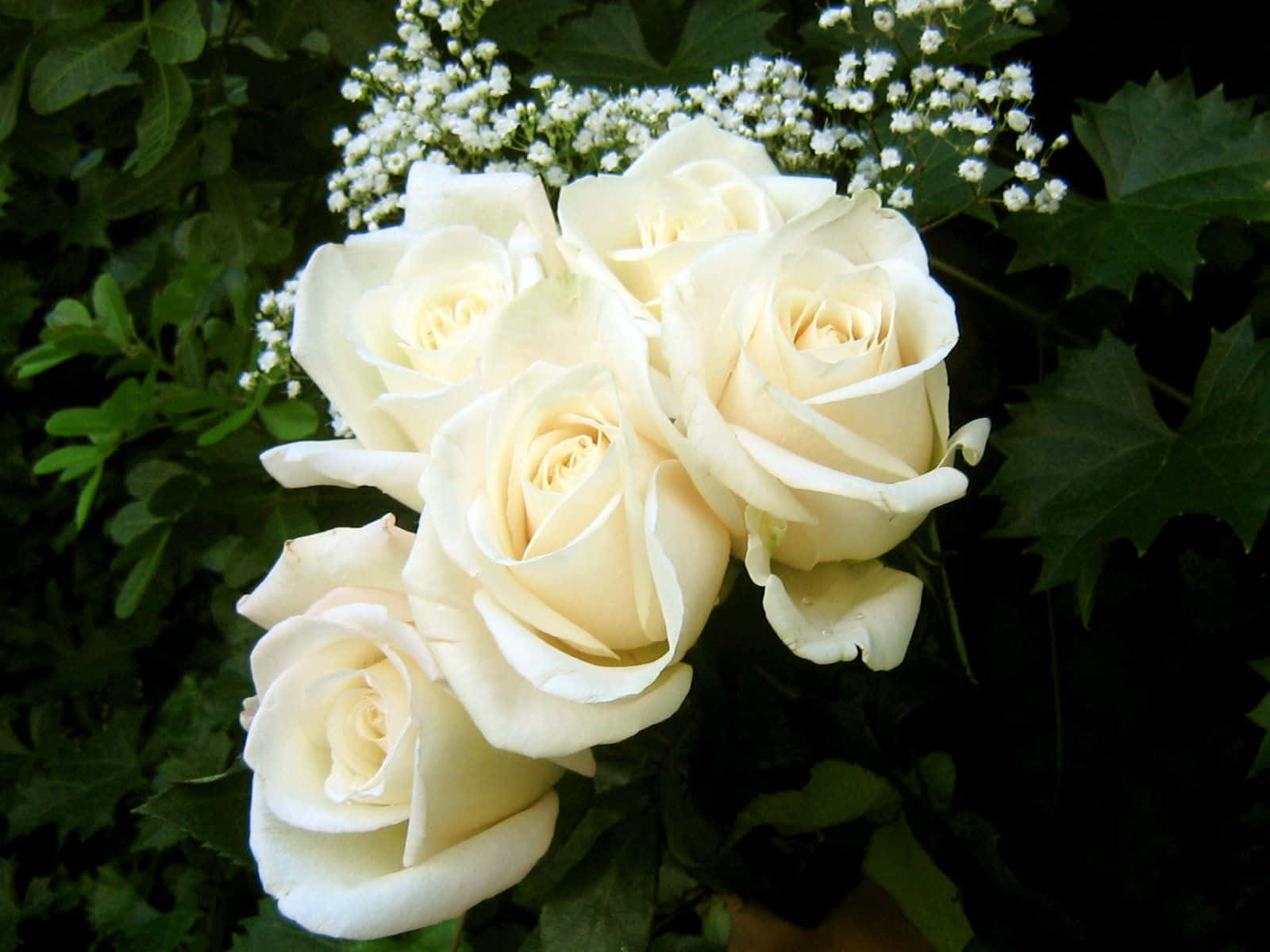 White Rose 桌布 壁紙 — 一簇奶油白玫瑰，點綴著細緻的滿天星，藏在深綠色葉叢中。