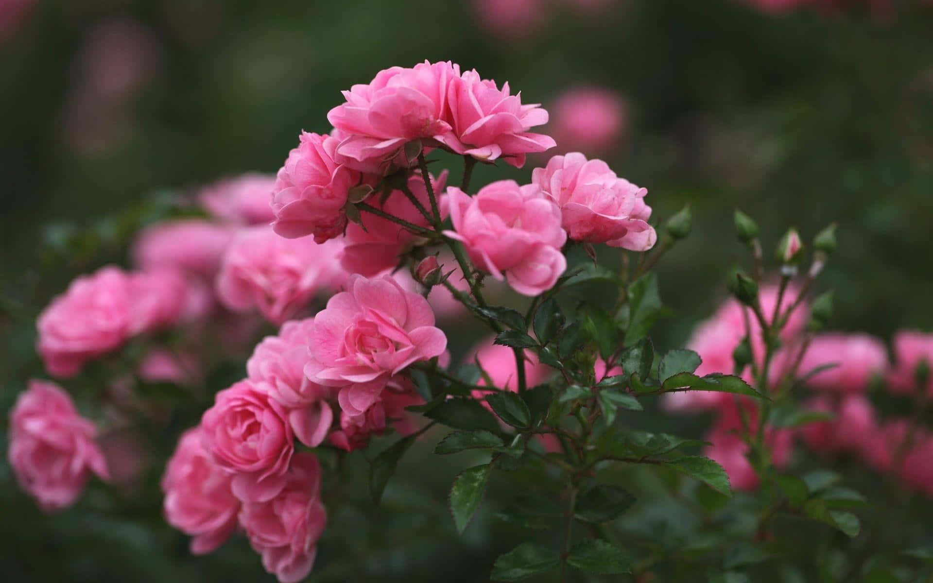 Pink Rose 桌布 壁紙 — 一簇嬌嫩的粉紅玫瑰在柔和模糊的綠色花園背景下鮮豔綻放。