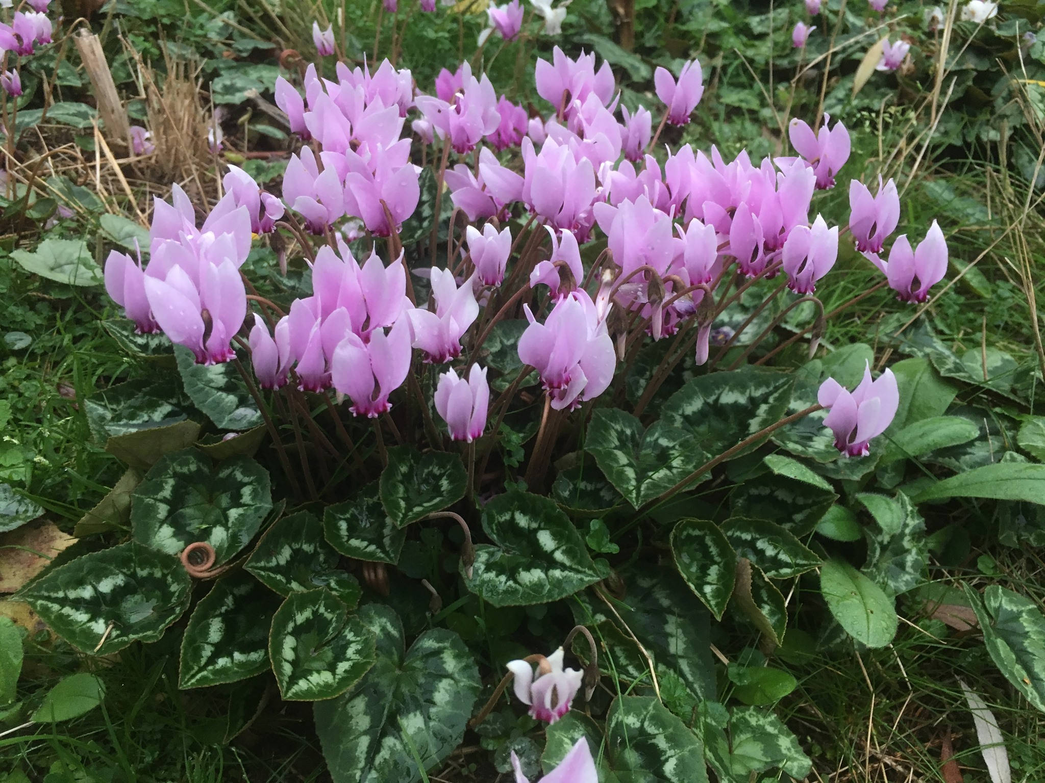 仙客來 桌布 壁紙 — 一簇嬌嫩的粉紅色仙客來花在自然花園環境中，在茂密的綠葉間盛開。