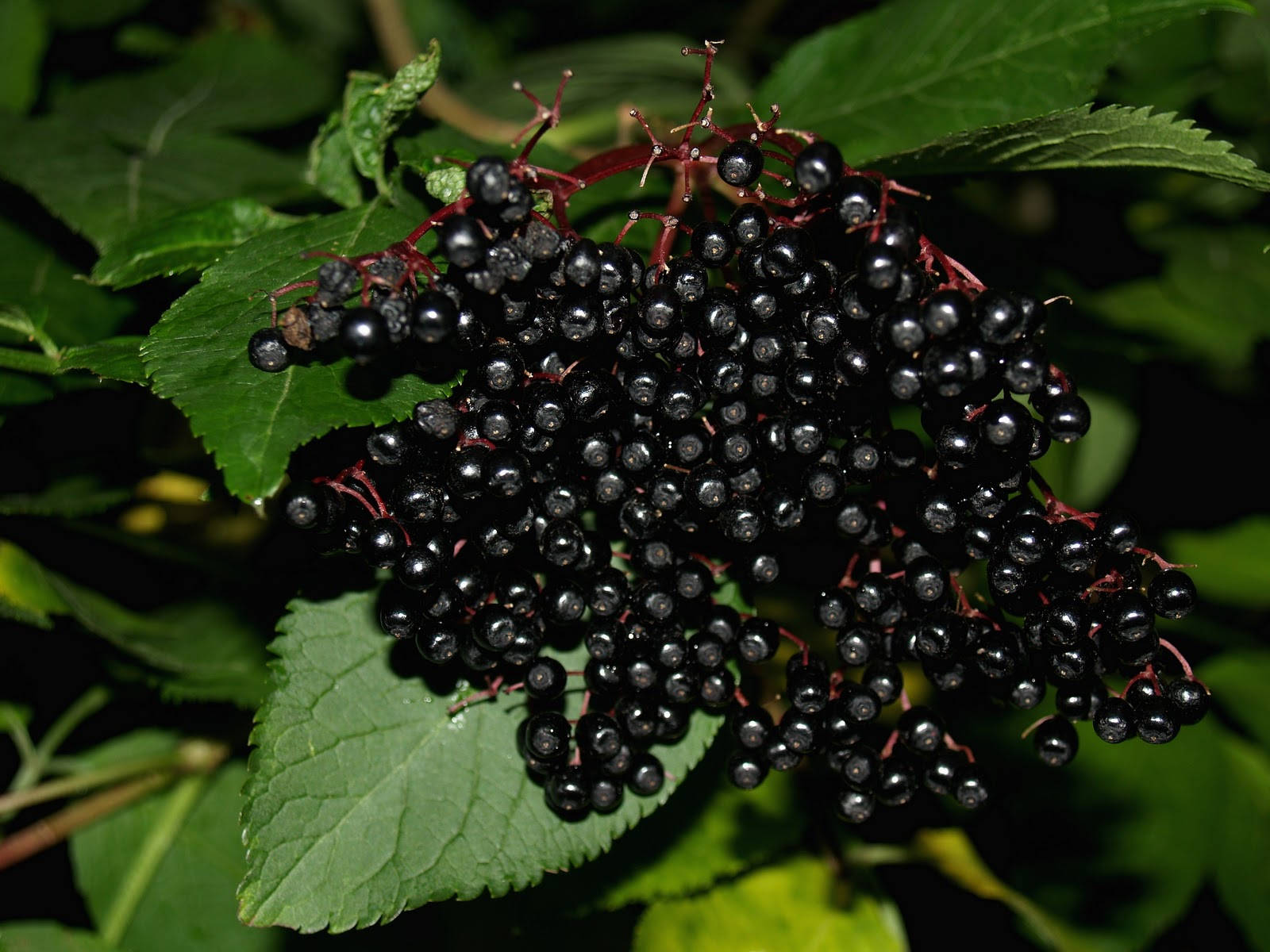 Fruits 桌布 壁紙 — 一簇密集的光澤黑接骨木莓懸掛在充滿活力的綠葉之間，沐浴在柔和自然光下。