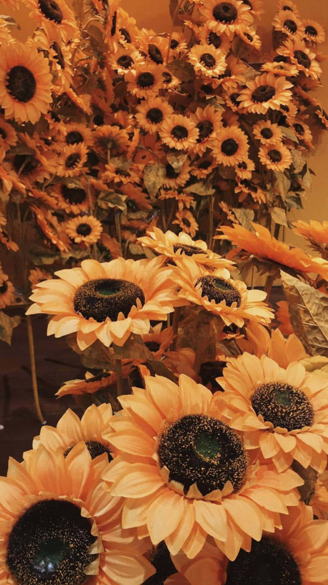 Sunflowers 桌布 壁紙 — 一簇密集的向日葵，金色花瓣和深色花心沐浴在溫暖的琥珀色光線中。