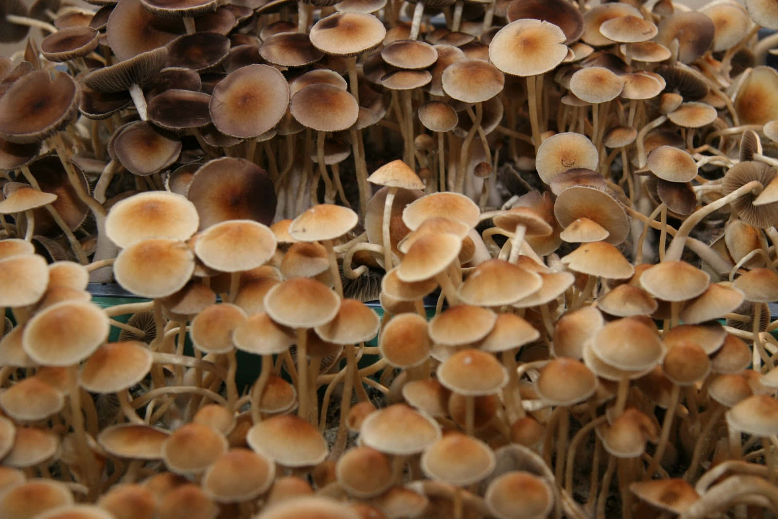 Magic Mushroom 桌布 壁紙 — 一簇密集的小棕色蘑菇，帶有纖細的莖和圓潤的菌蓋，緊密地生長在一起。