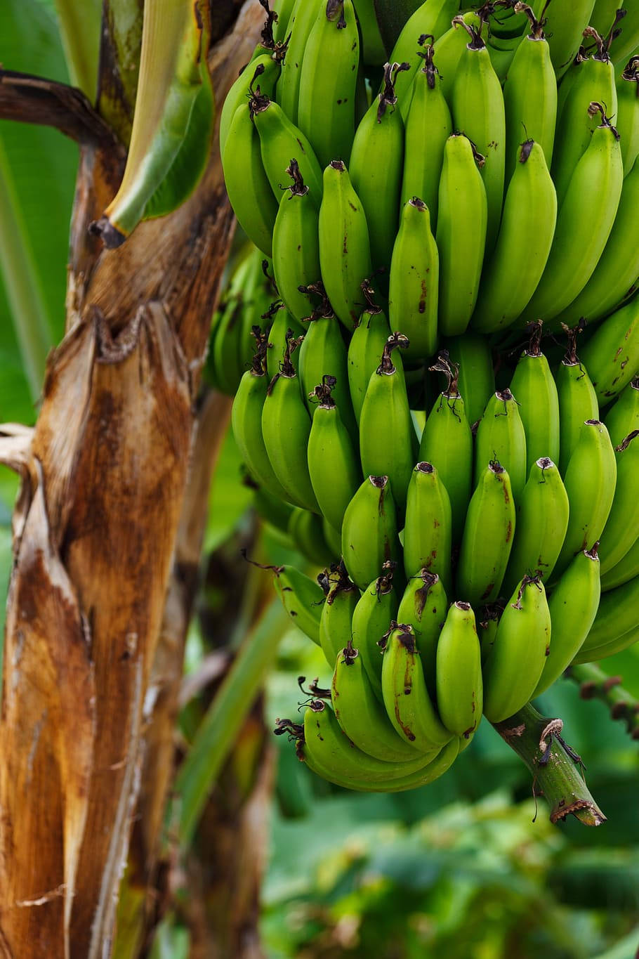 Plantain 桌布 壁紙 — 一簇密集的未成熟綠色香蕉掛在紋理豐富的棕色香蕉樹幹上，周圍有茂密的葉子，處於柔和焦點。