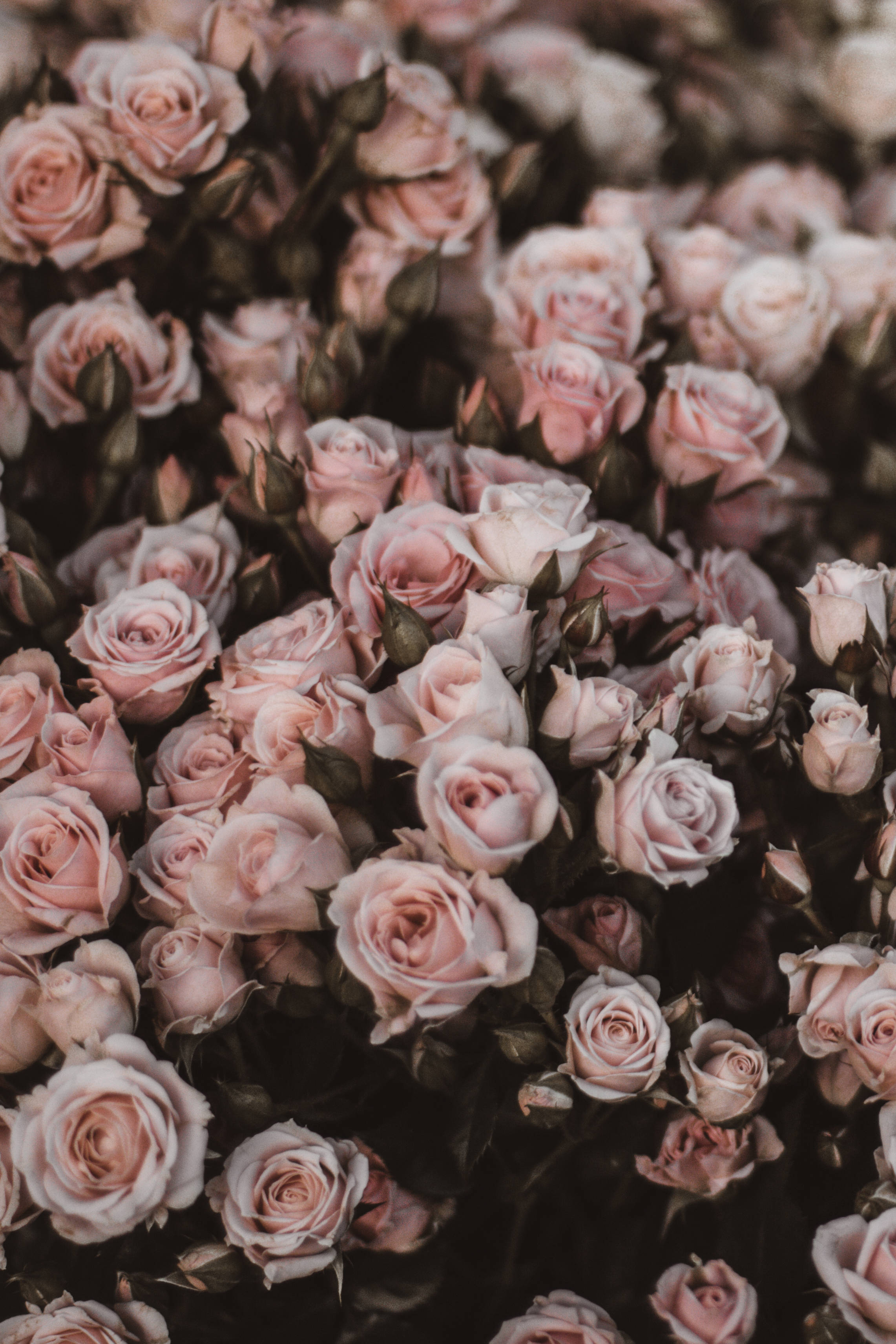 Rose iPhone 桌布 壁紙 — 一簇密集的柔粉色玫瑰，帶有深綠色莖和花蕾，景深較淺。