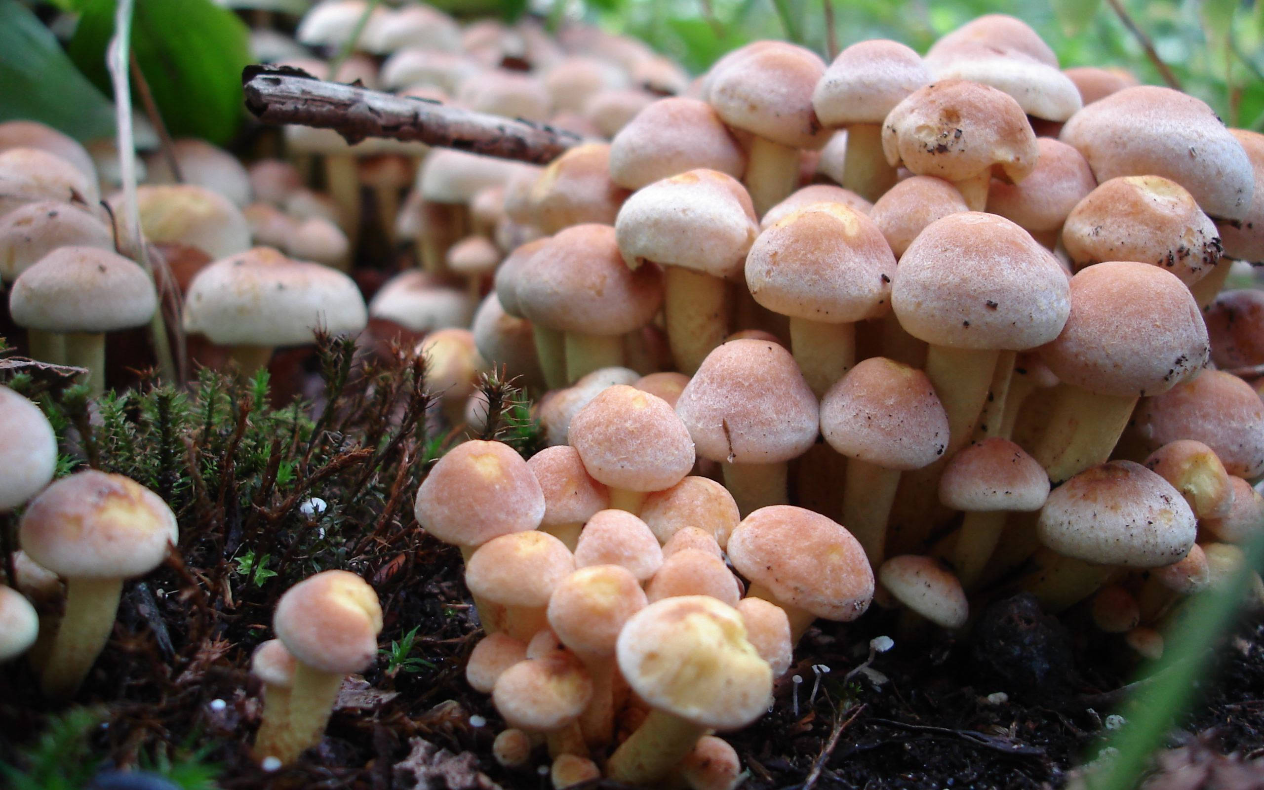 Cute Mushroom 桌布 壁紙 — 一簇密集的淡橙色蘑菇生長在長滿苔蘚的森林地面上，伴有綠色樹葉和樹枝。