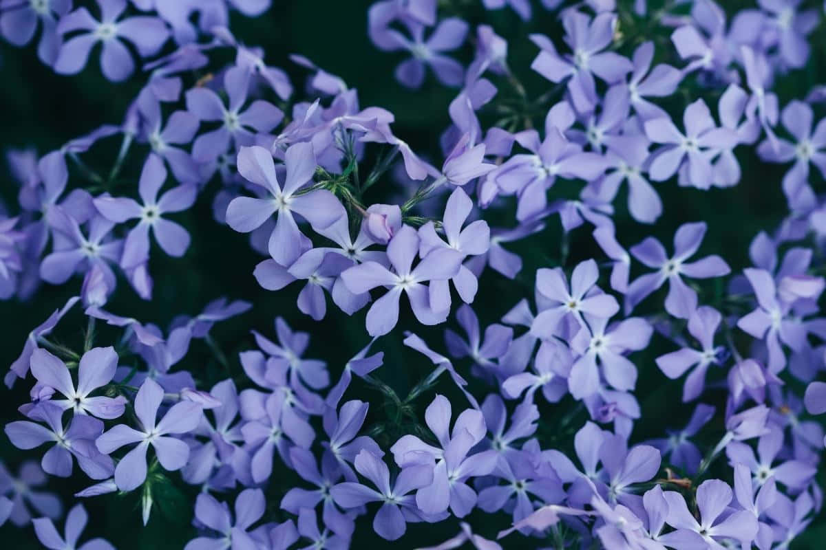 Periwinkle Blue 桌布 壁紙 — 一簇密集的淡紫色福祿考花，帶有白色花心，在深綠色背景下盛開。