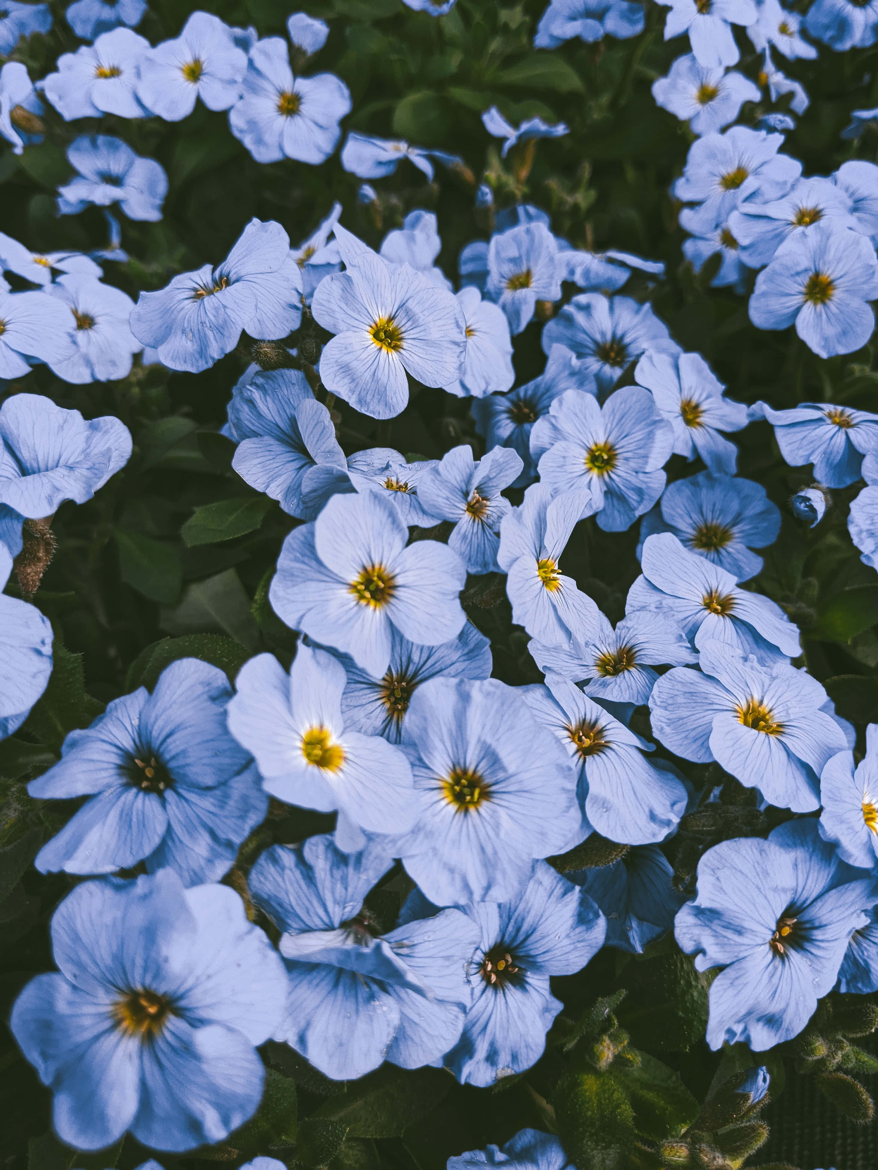 Perennial 桌布 壁紙 — 一簇密集的淡藍色花朵，帶有黃色花心，在深綠色葉子的背景下盛開。