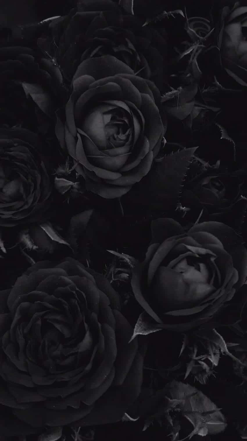 Goth Aesthetic Black 桌布 壁紙 — 一簇密集的深色玫瑰，帶有深邃陰影和柔和亮點，營造出憂鬱的單色花卉構圖。